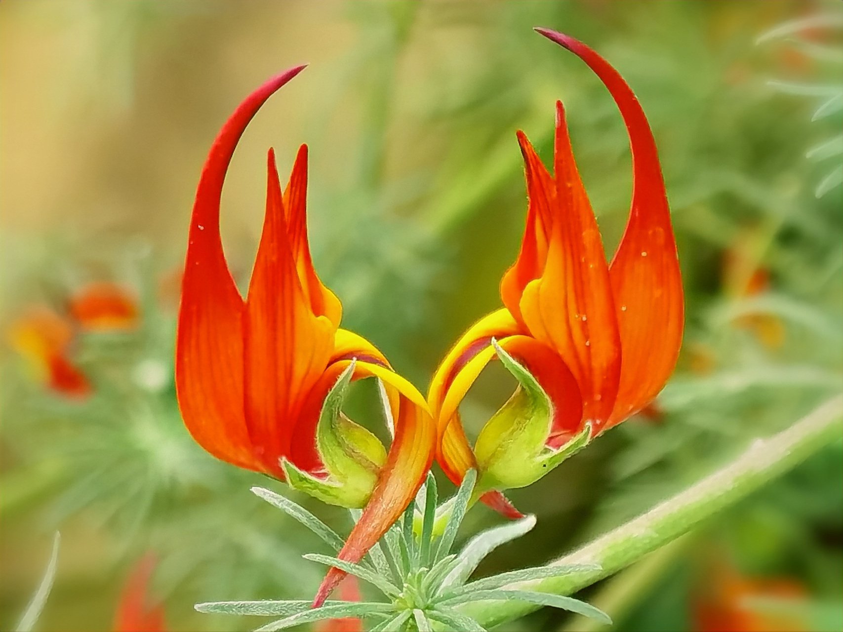 鹦鹉嘴百脉根,鸽子嘴,银草等,为豆科百脉根属多年生蔓生草本植物