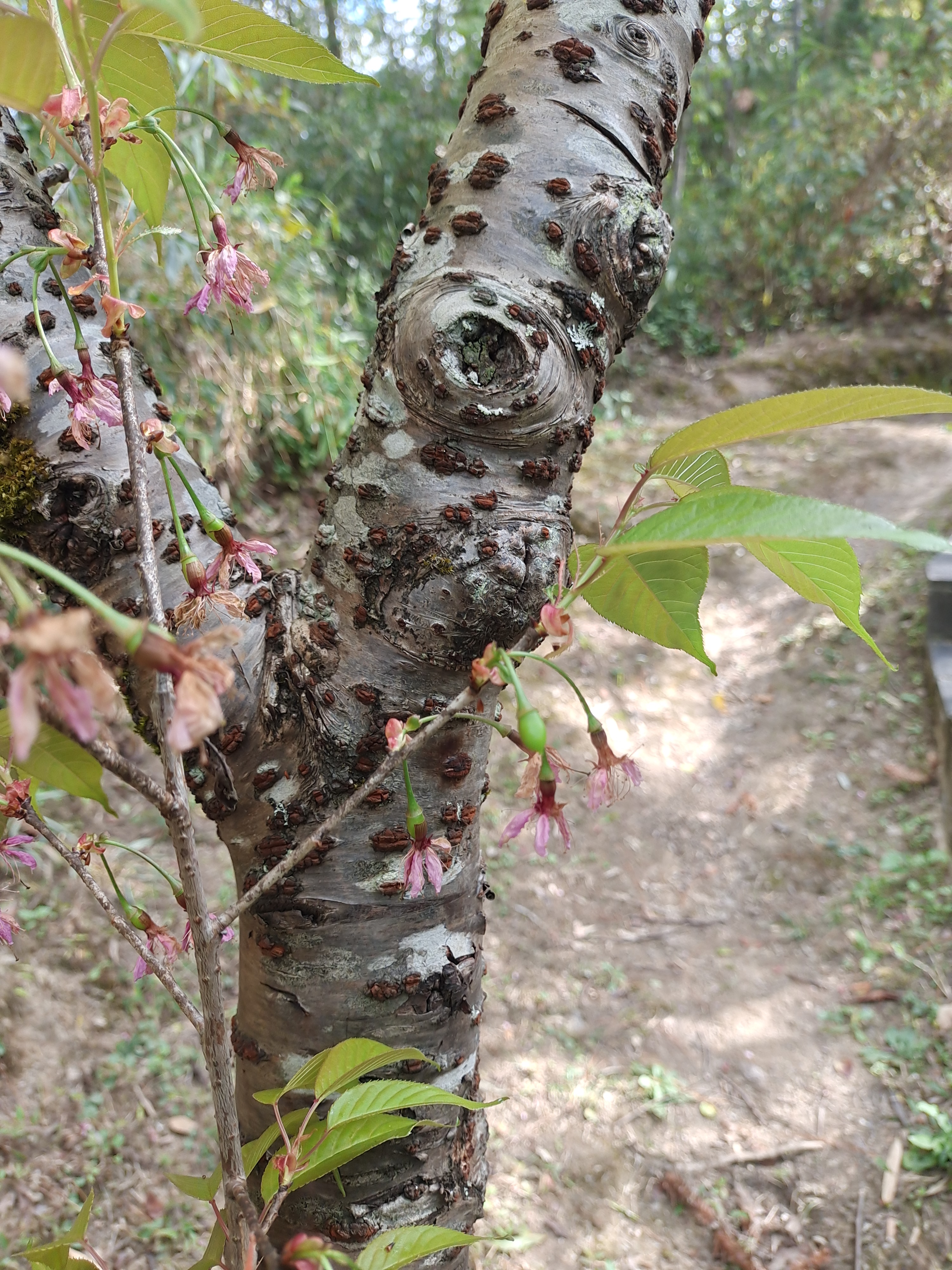 车厘子开花结果过程图图片