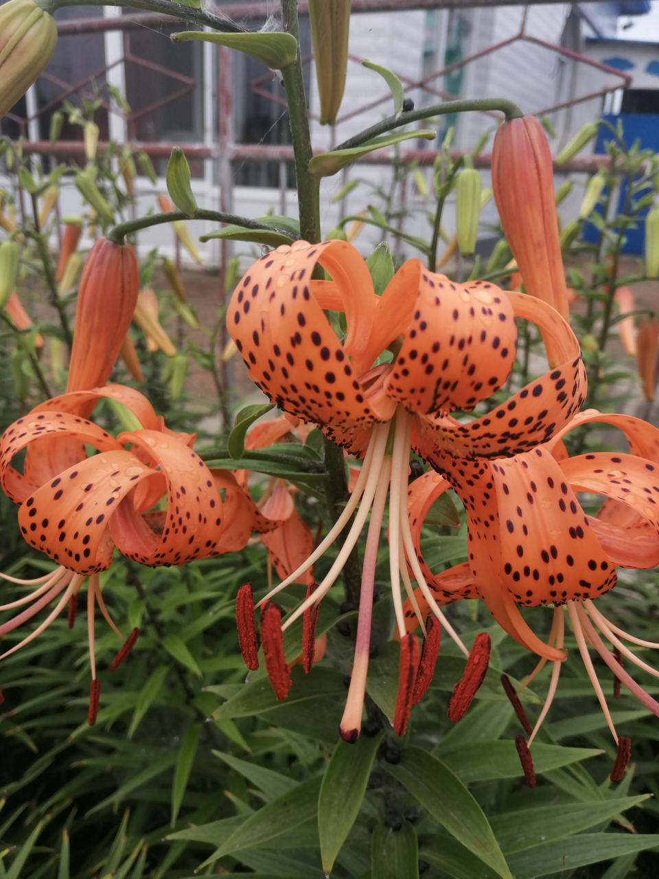 随笔 卷帘花,花瓣缓缓卷起,交汇成一个美丽的结,里面的穗儿慢慢露出