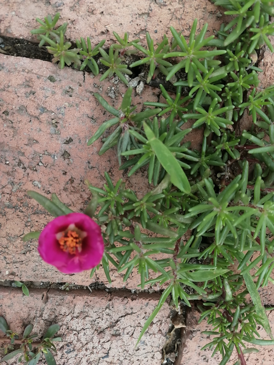 生活随笔 我的名字叫马蛇菜花(太阳花), 生于自然,乐其自然.