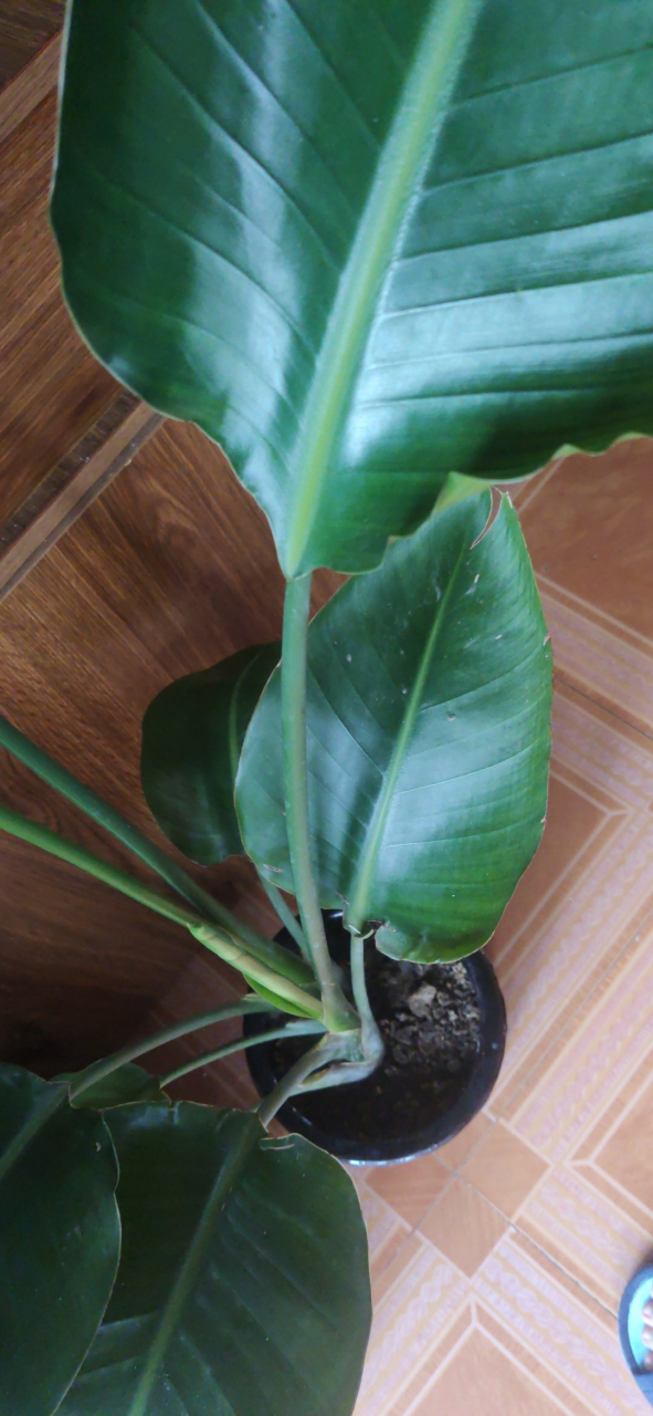 百度识图竟帮我找到ta!about:blank