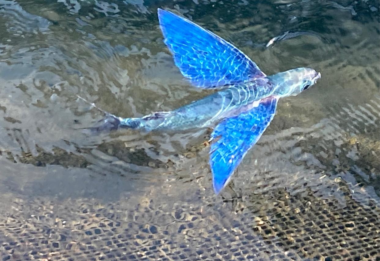 在神奇的大自然中,有一种长有翅膀的鱼,它叫飞鱼.