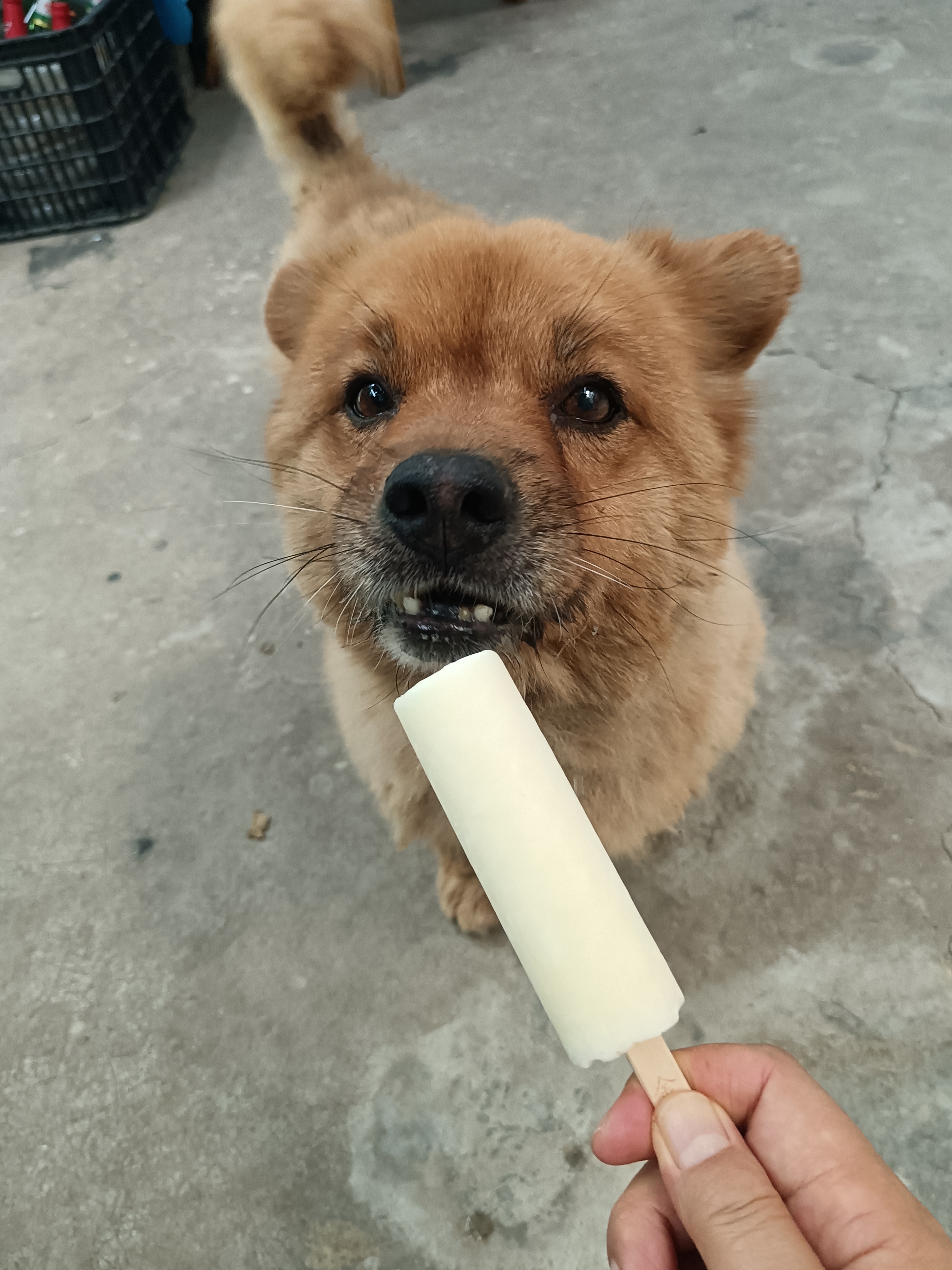 动态连更挑战#炎炎夏日,狗子也需要吃冰棒降温啊,不知道对它好不好