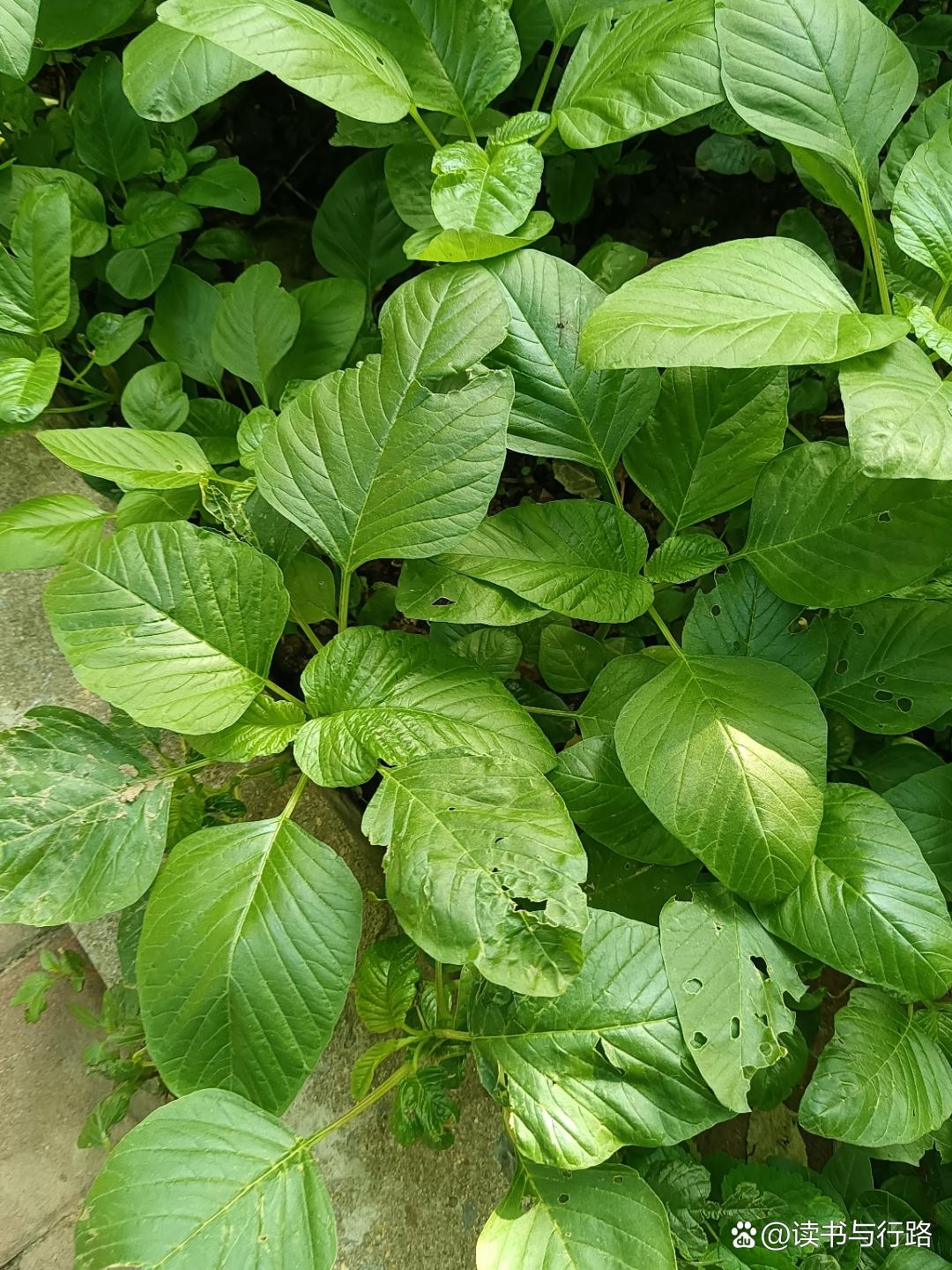 动态连更挑战#院子里的野菜,美人菜丰收了,包一顿野菜猪肉蒸饺,美人