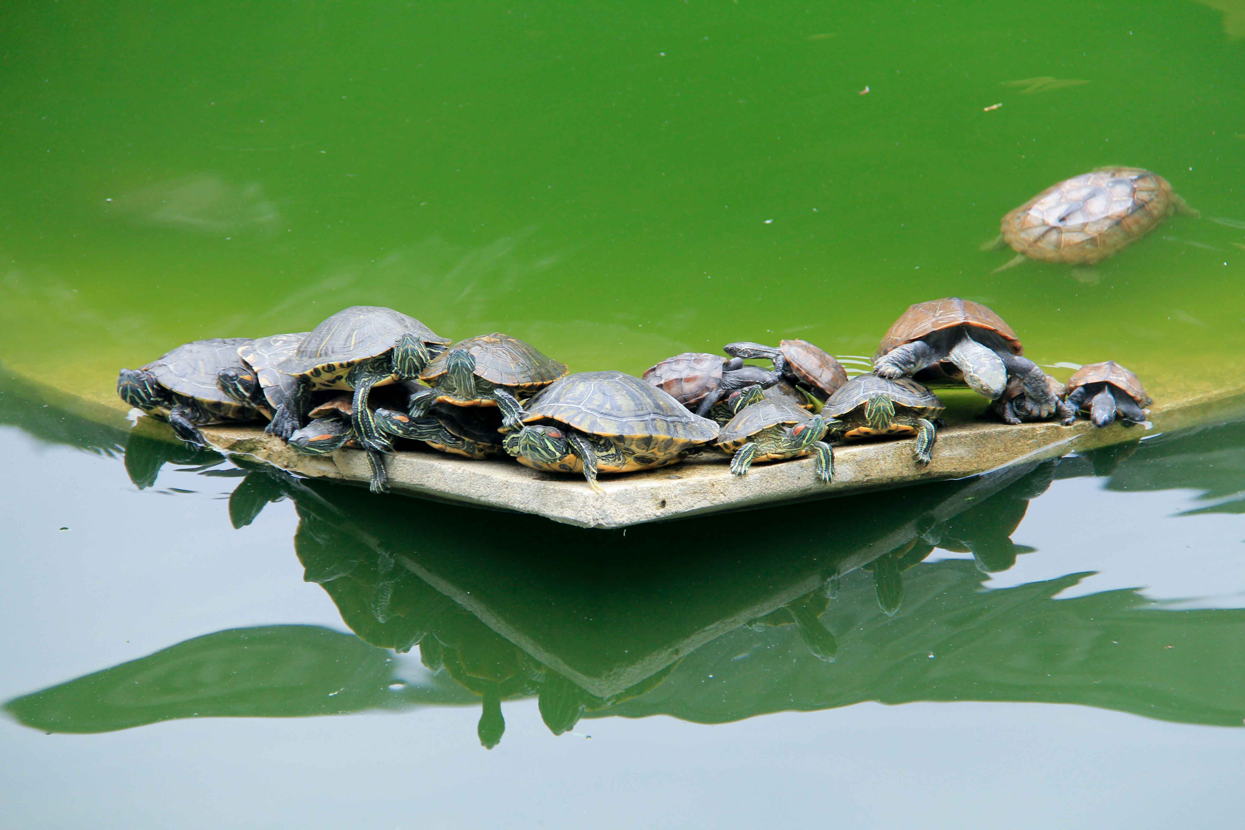 只好在放生池里看了半天钓鱼戏乌龟.#知音湖北遇见花开
