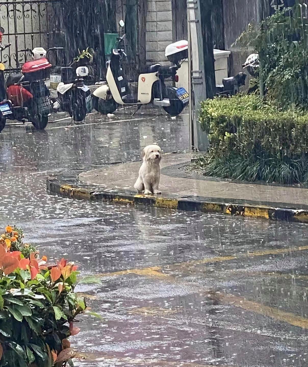 雨一直下图片 小狗图片