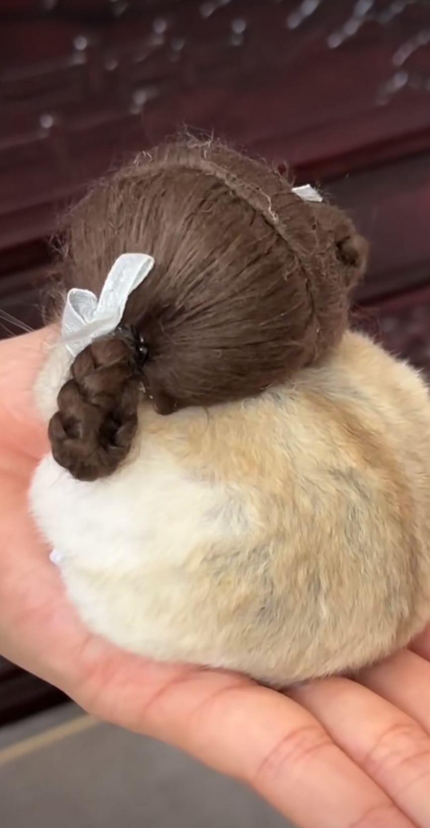 前两天去妹家,发现她养了只小老鼠