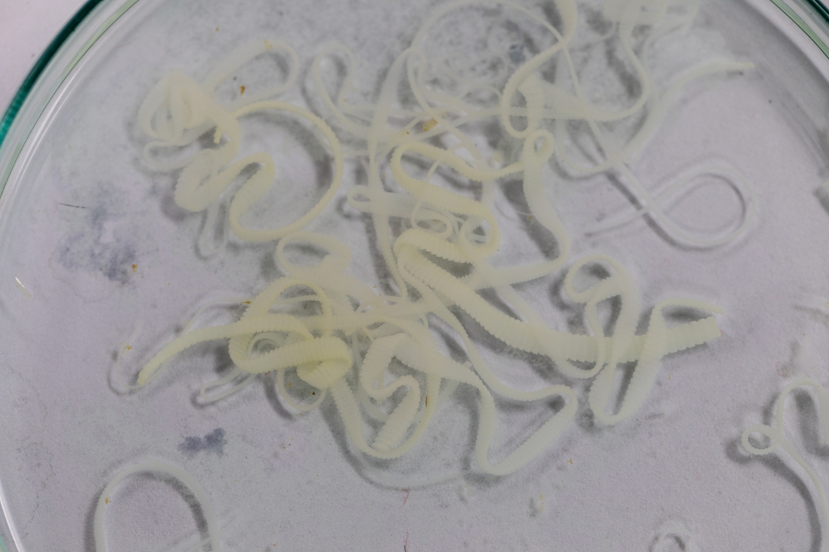 绦虫田螺寄生虫图片田螺常见寄生虫田螺里面有寄生虫吗寄生虫裂头蚴