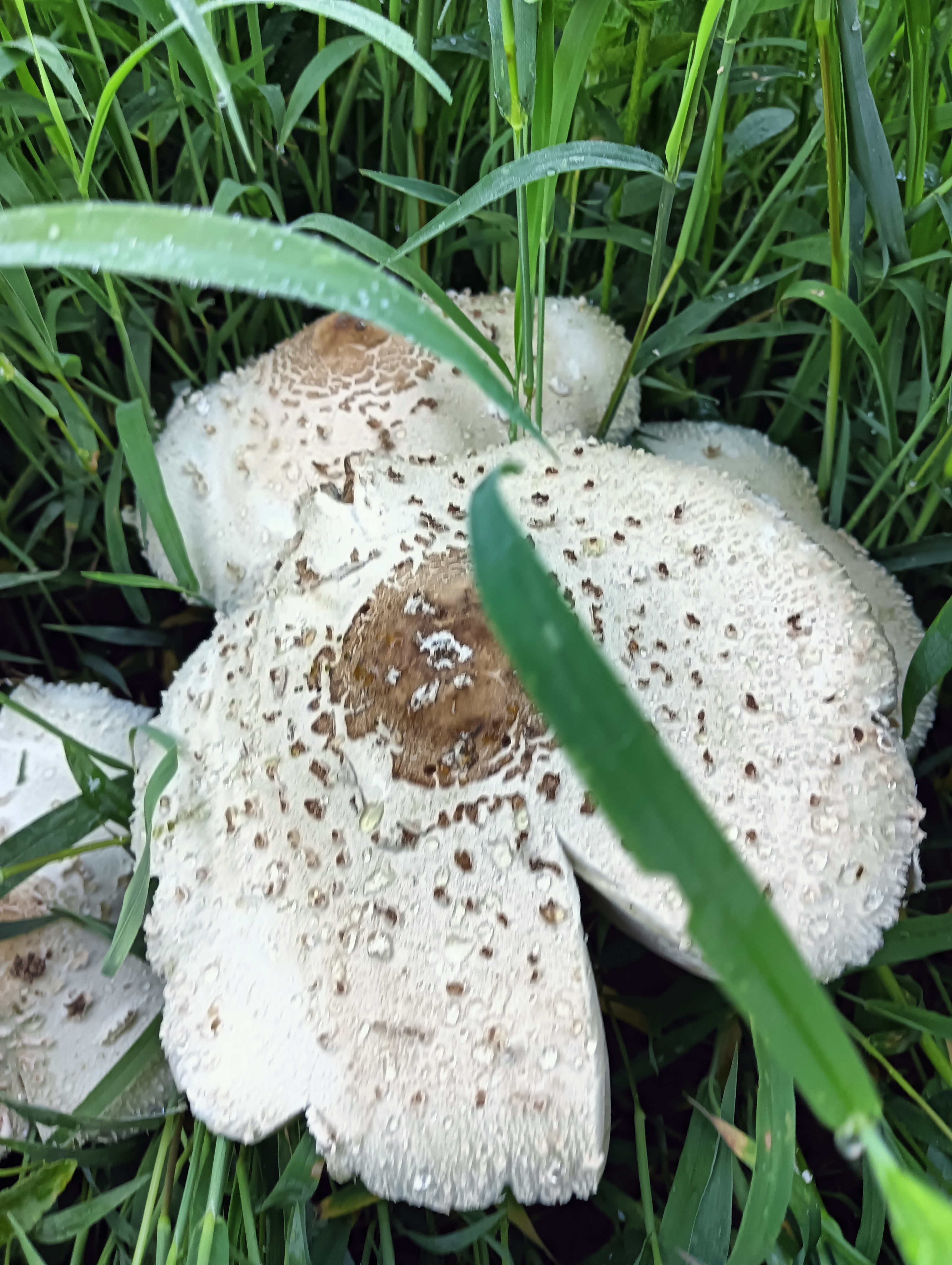 网友们这是什么磨姑可以吃吗?