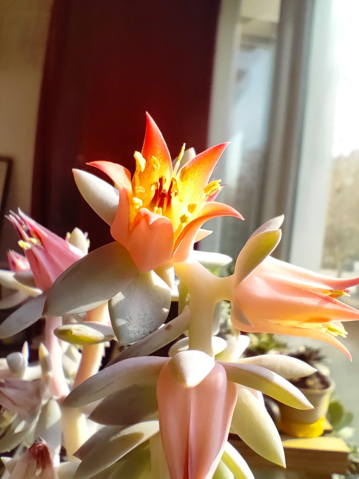 养了两三年的白凤开花了,担心白凤的生长收到影响,忍痛剪下花剑,插到