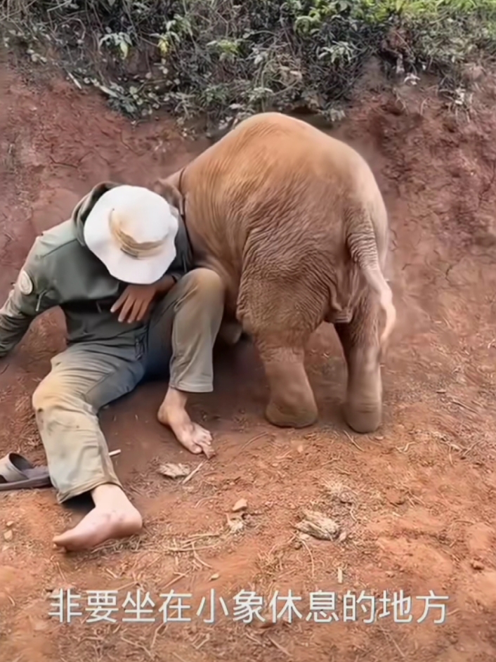 的大门,小象站在泥土地上,那憨态可掬的模样,让人忍不住想一直陪伴它