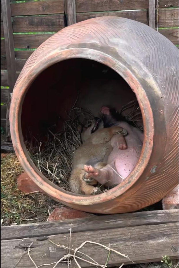 你们看一下这是什么情况,从这里就可以看出来,不管是人或者是动物