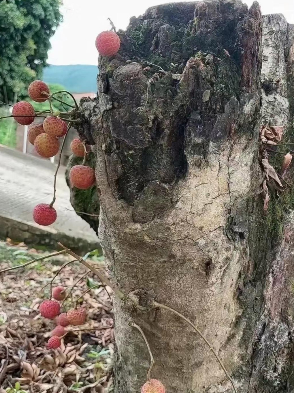 广西灵山县千年荔枝树图片