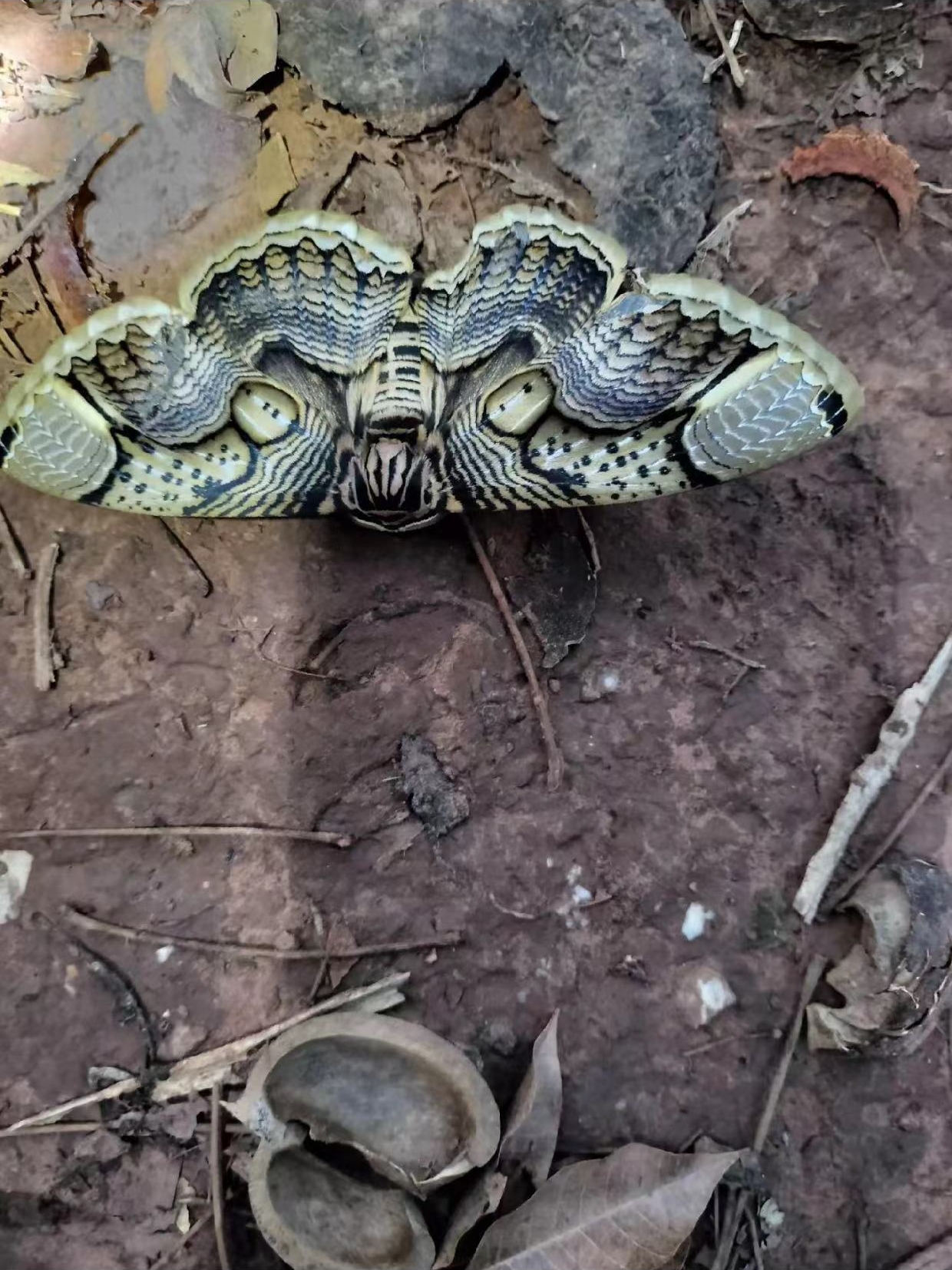 在泥土地面上偶然发现它,周围散落着树枝和杂物,每次