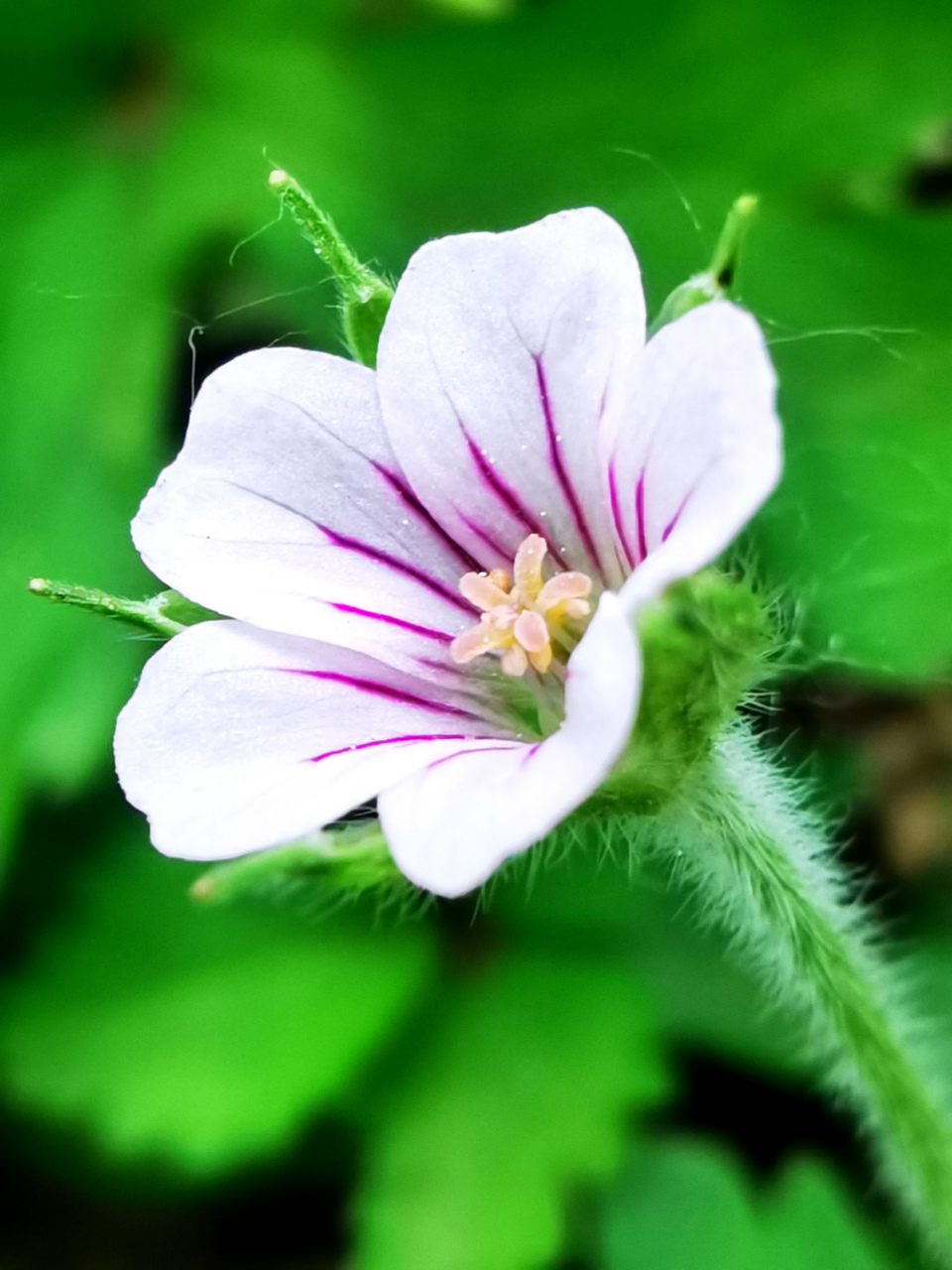 迎五一,骑行街拍北京美丽的花花草草:鼠掌老鹳草(中草药),二月蓝,附