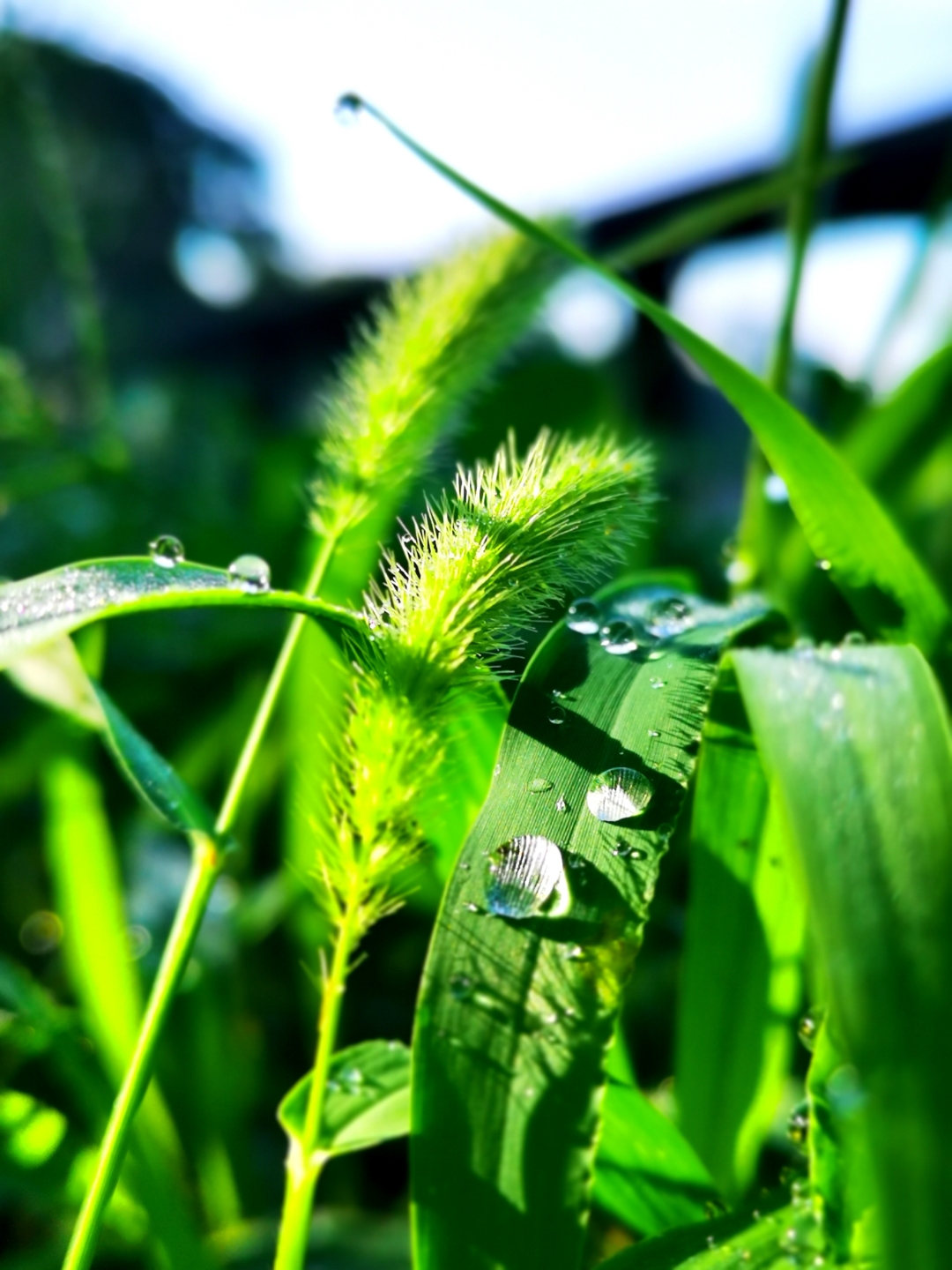 雨后露珠花草图片