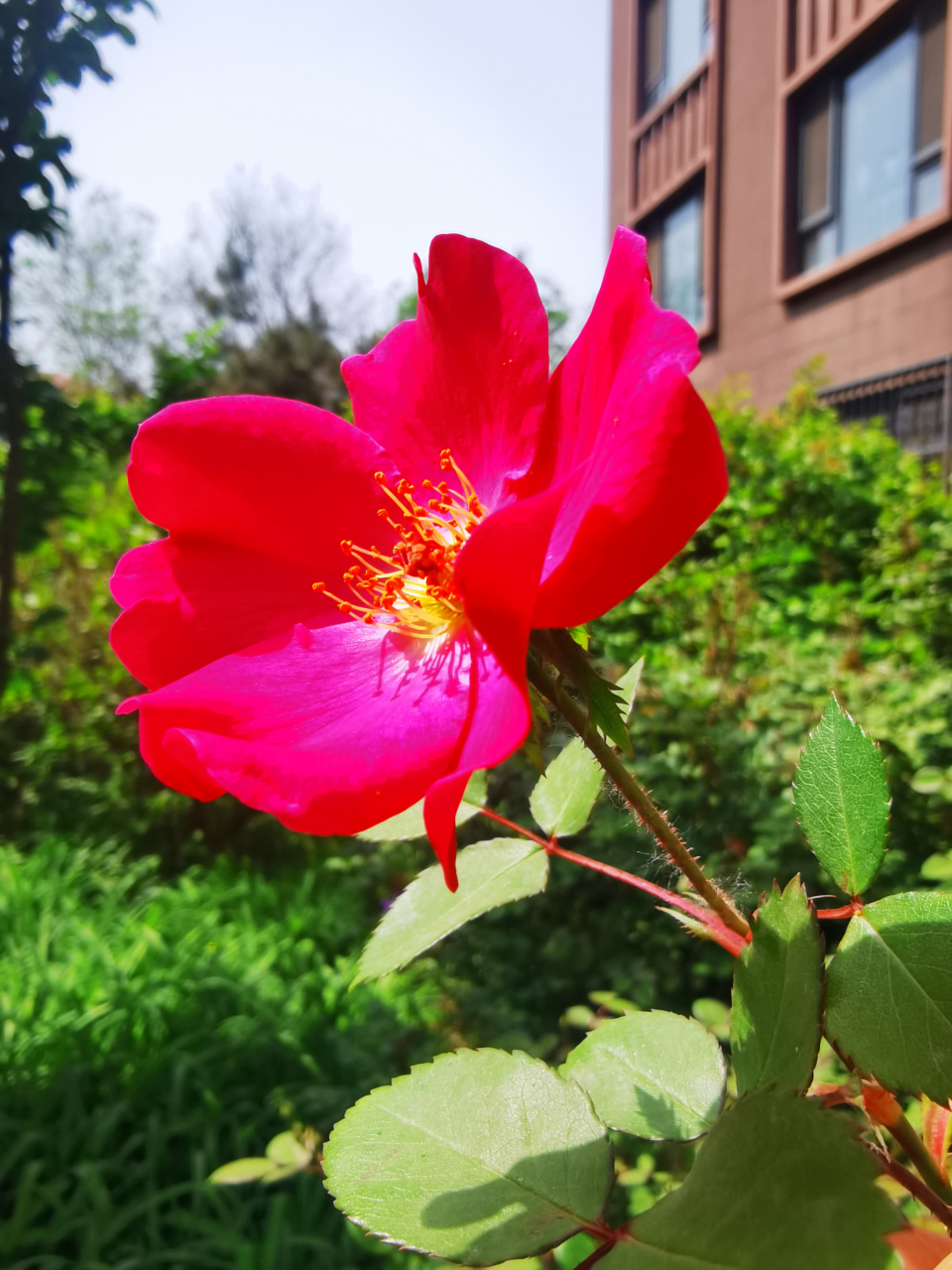 北京的市花图片