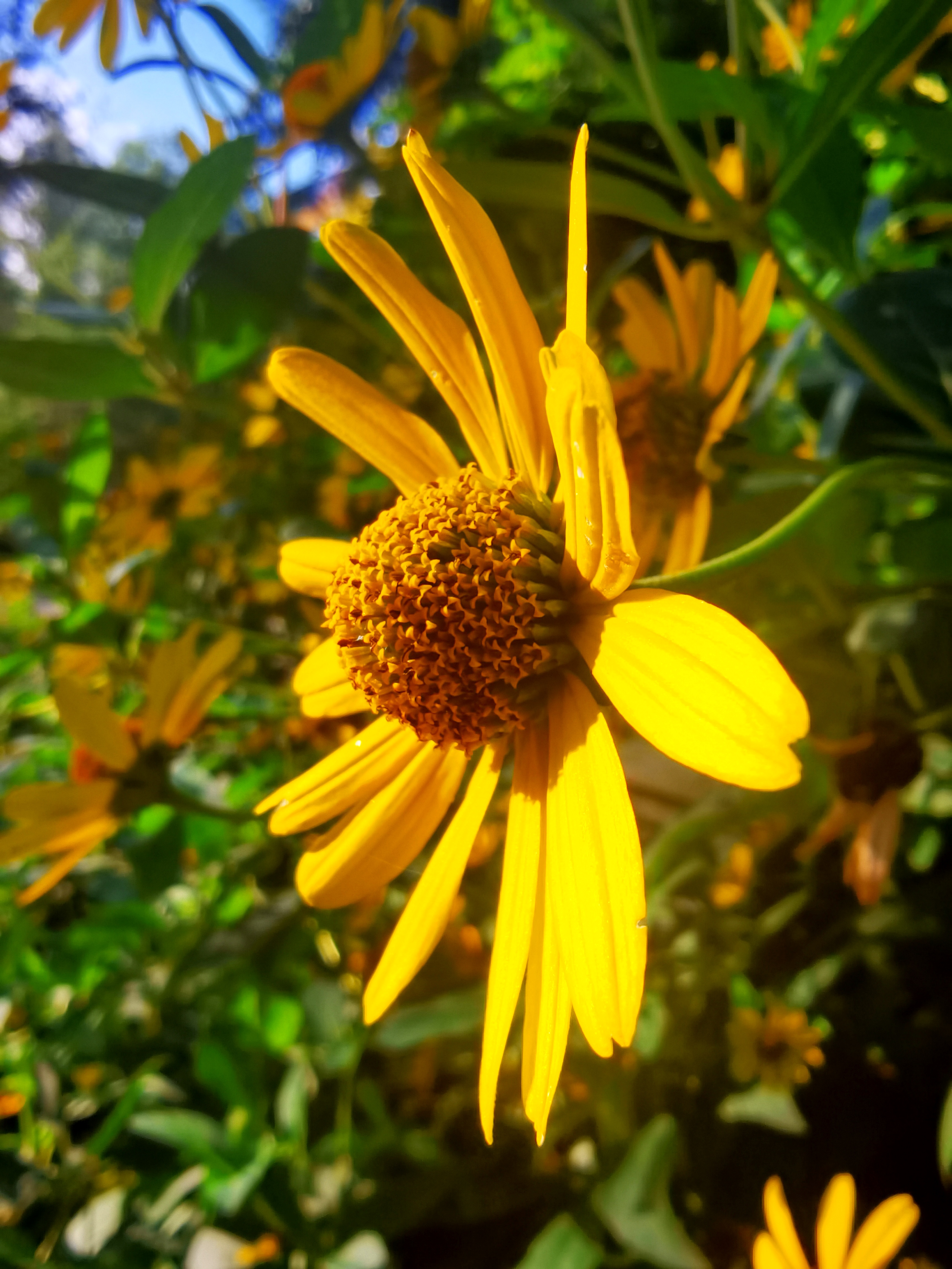 日光菊不仅是一种美丽的花卉,还具有深厚的象征意义,代表着纯真友好