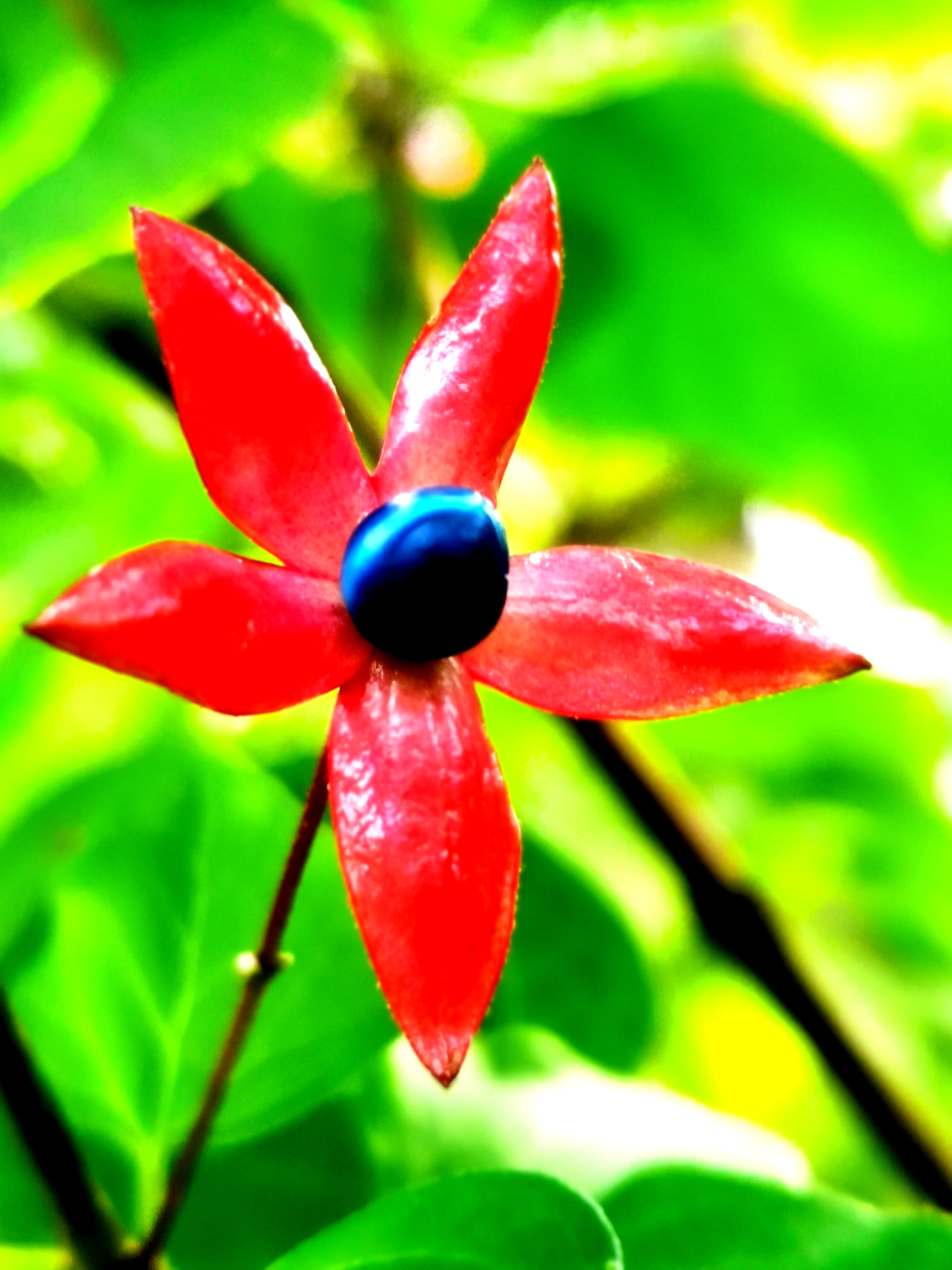 浪漫的"蓝宝石"—海州常山