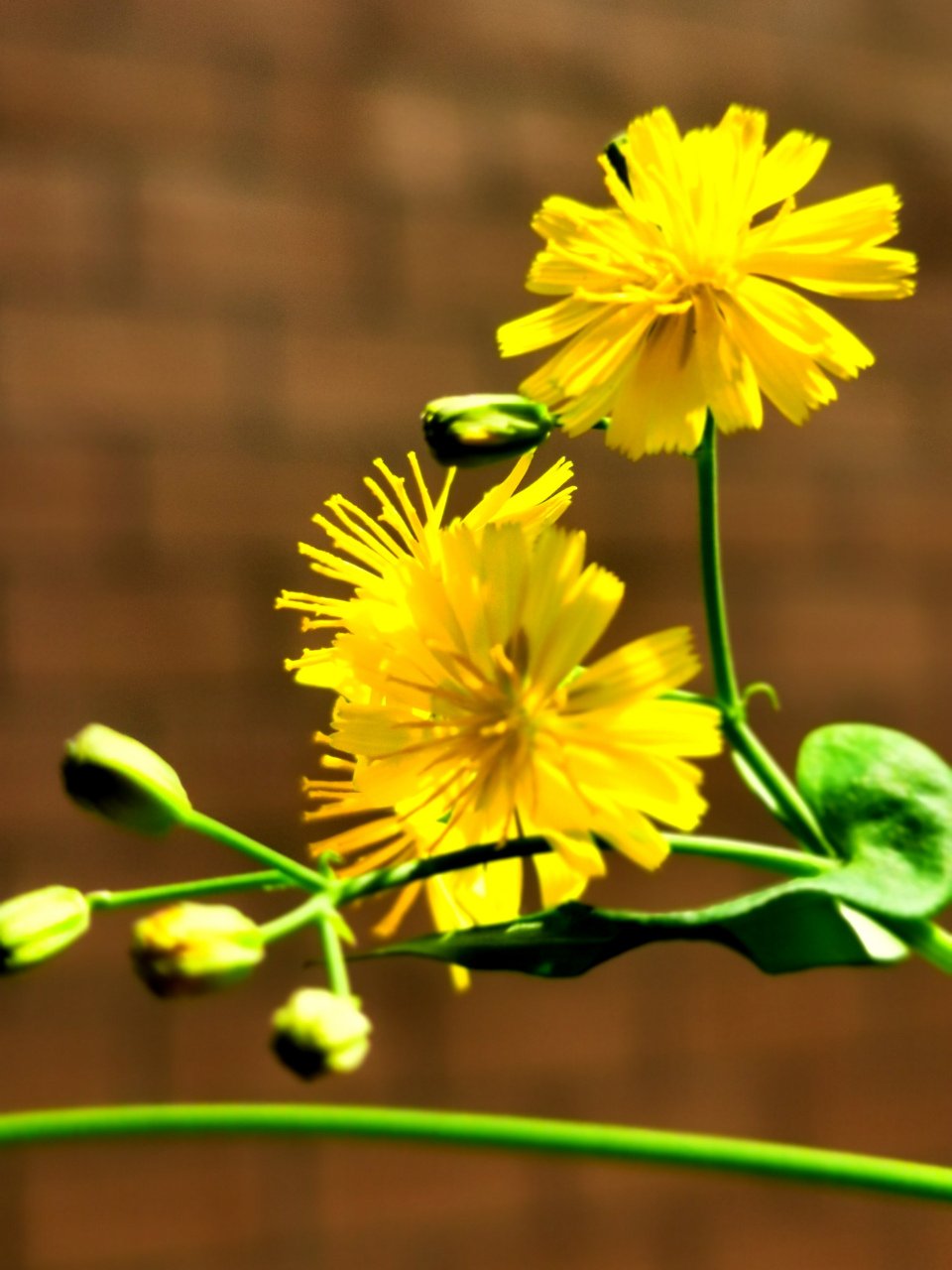 介紹小區裡的花花草草:尖裂假還陽參(中草藥),健脾,補腎,消化.這是假