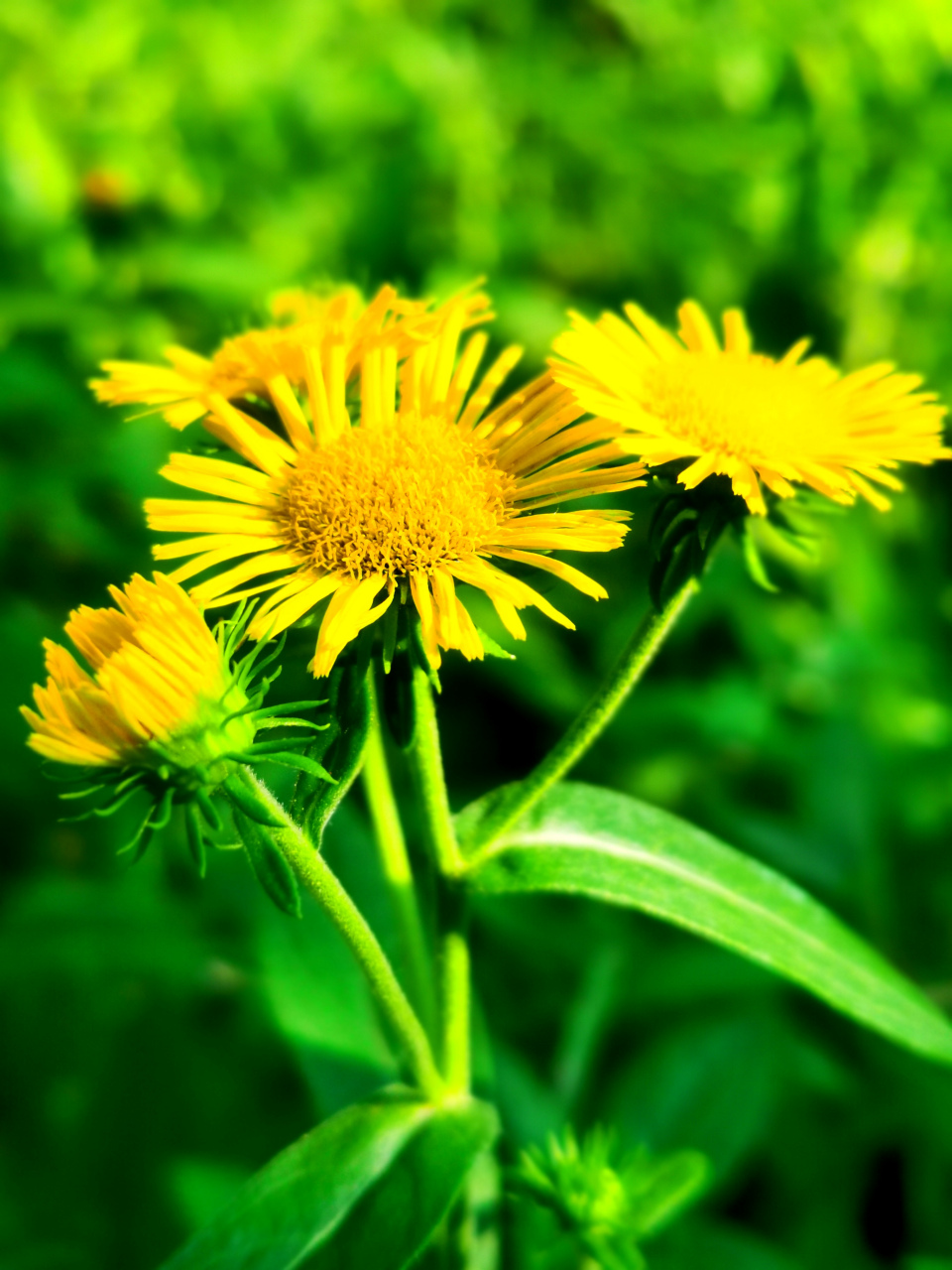 漂亮的金佛花(中草药)