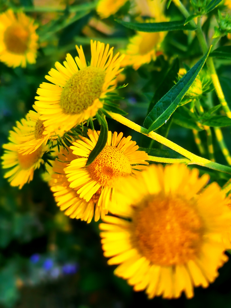 漂亮的金佛花(中草药)