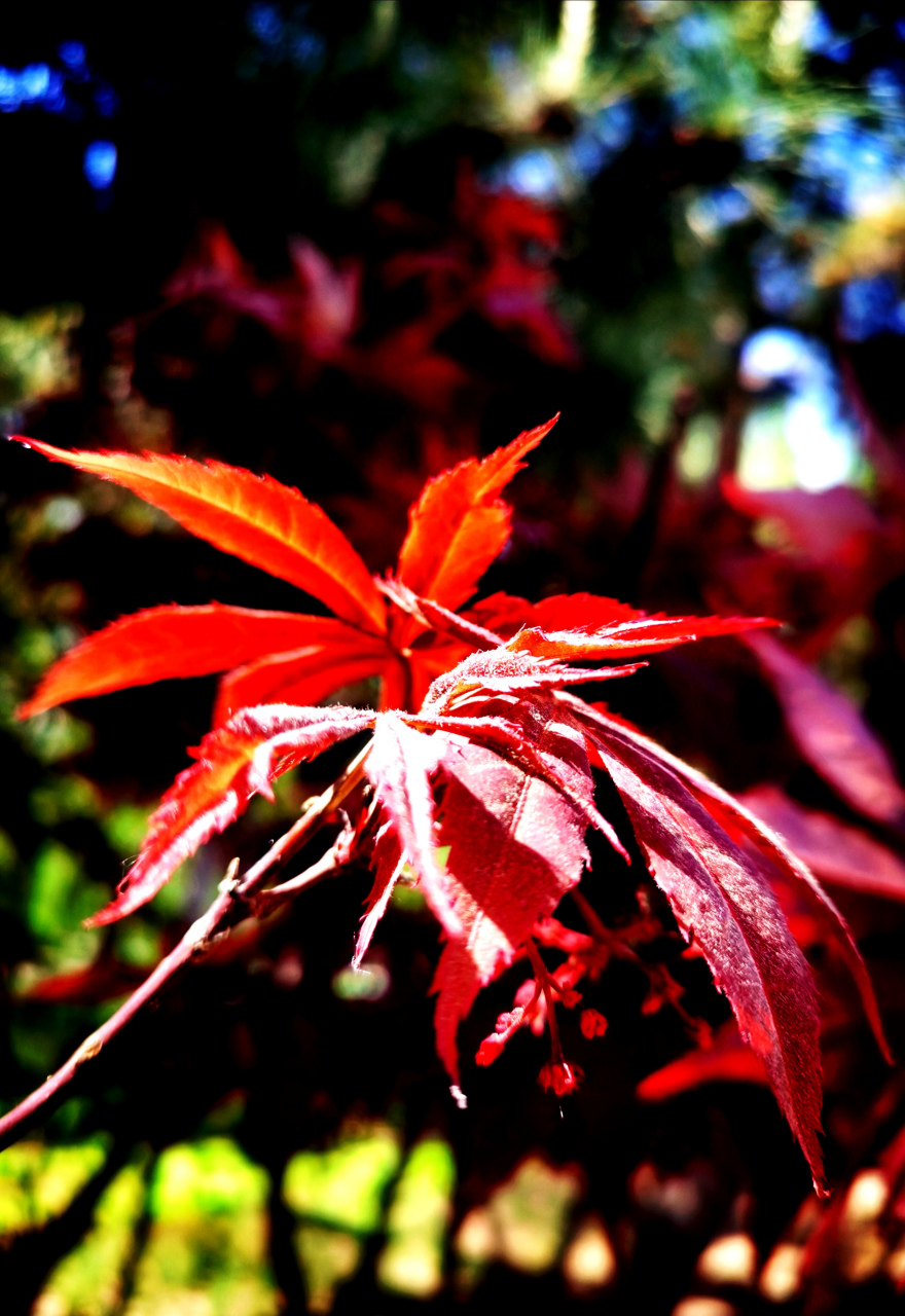 介绍北京街区绿化带的花花草草:鸡爪槭(中药材),漂亮吧!