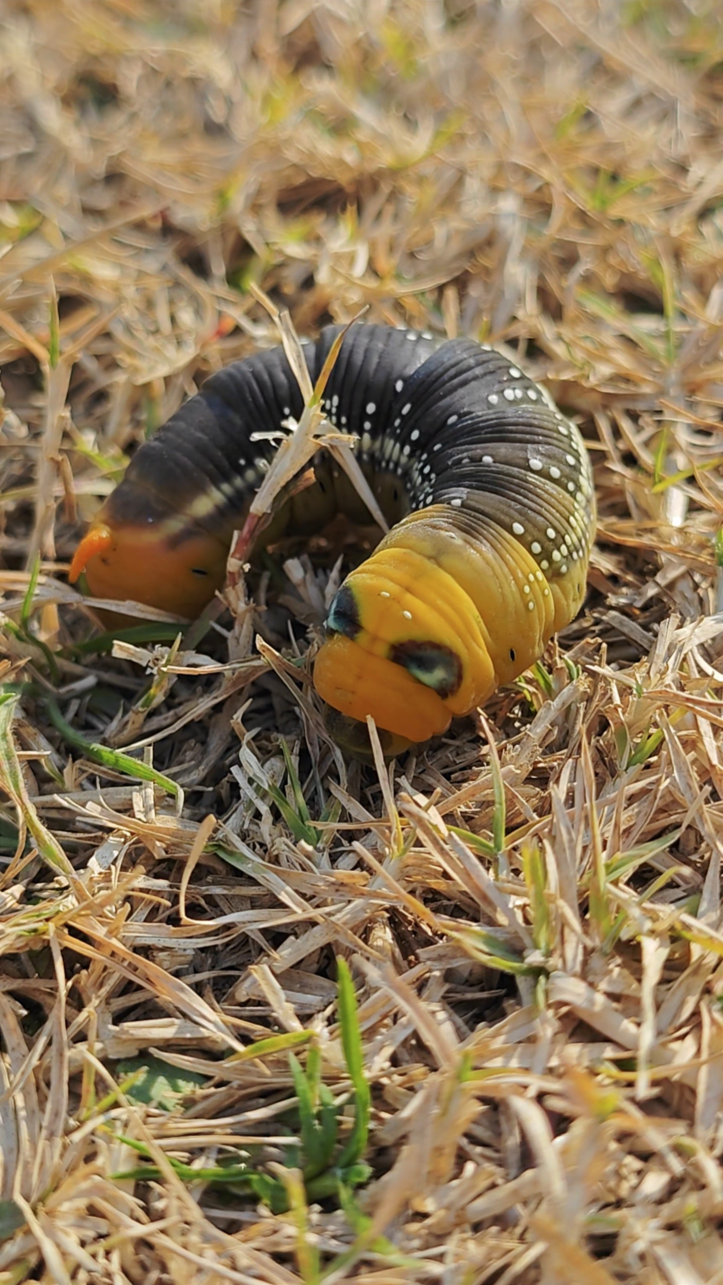 这是什么虫子啊,两只大眼睛,表情很生动[嘻嘻]#手机摄影# #记录生活