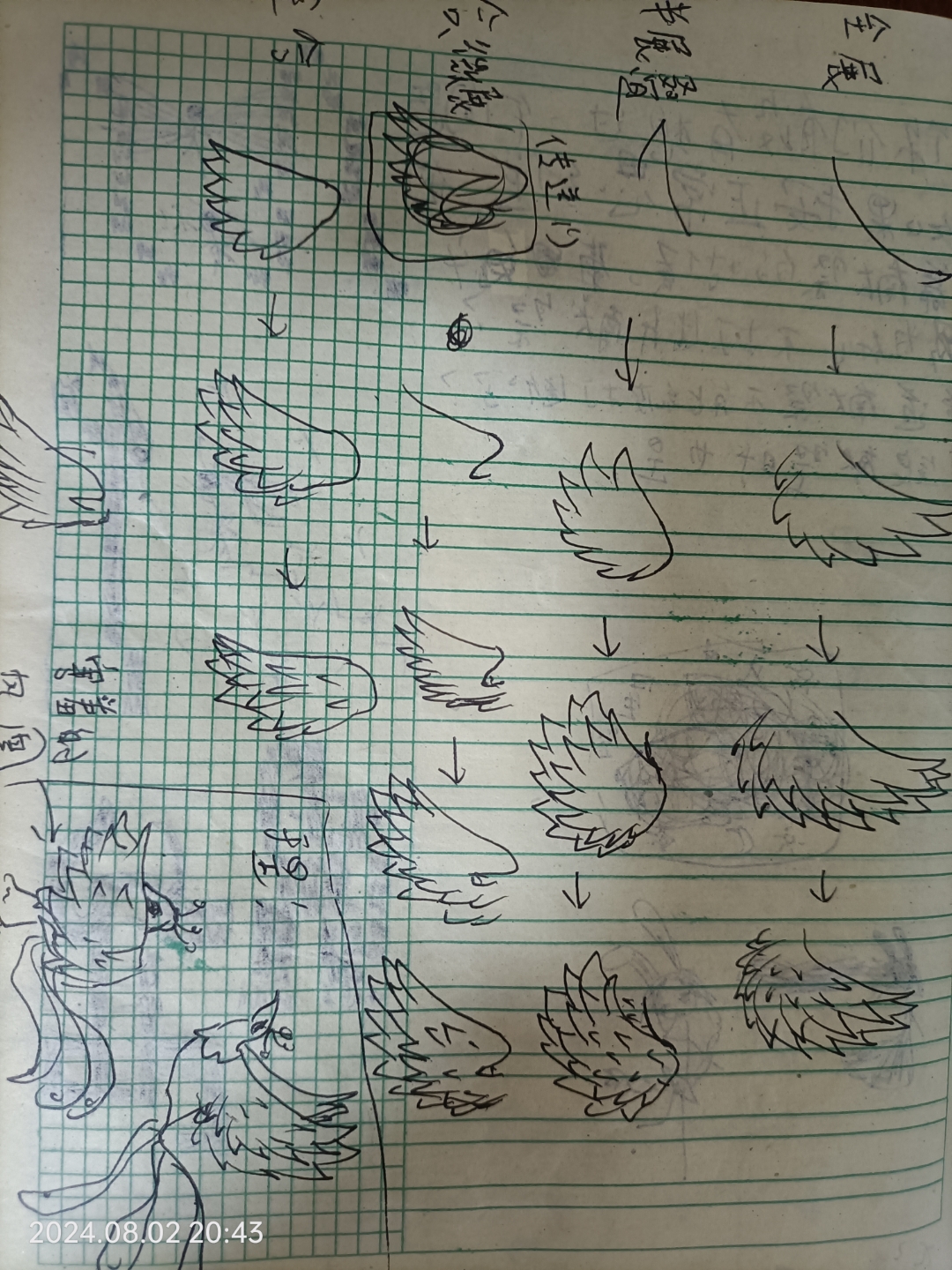 如何画翅膀教程!