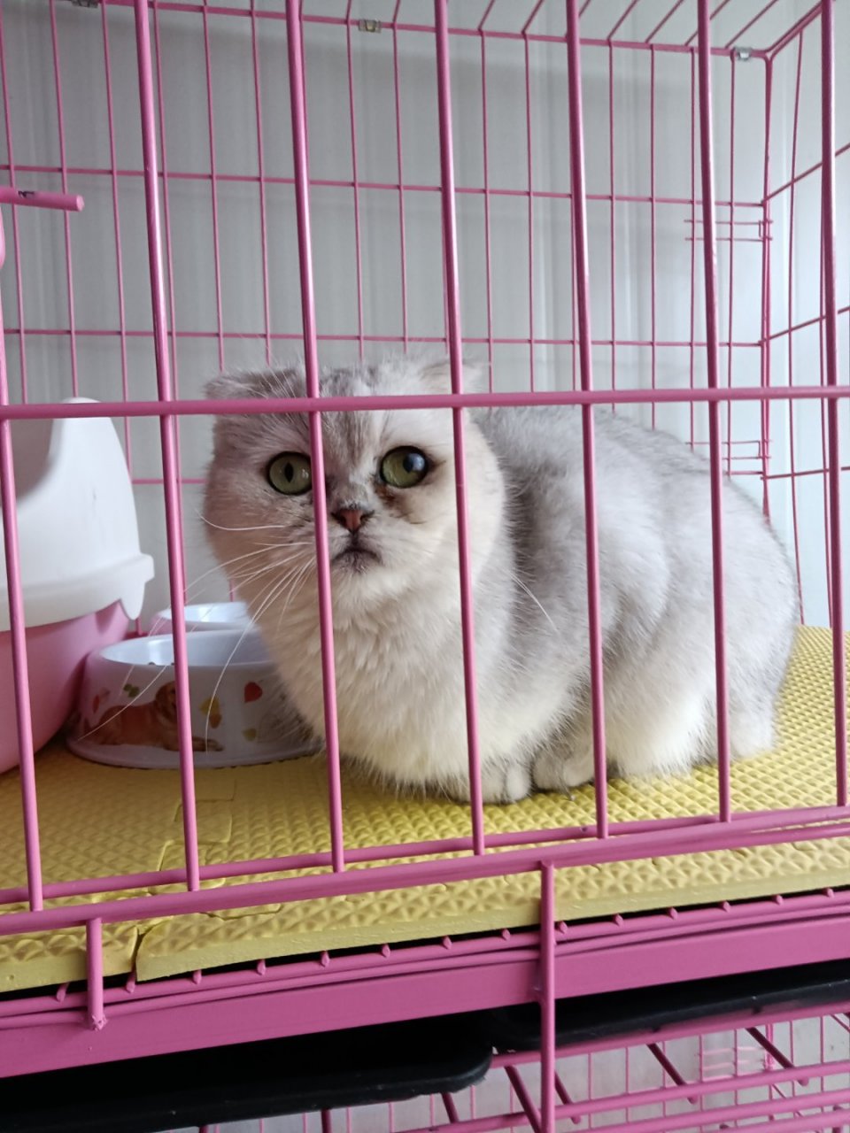 猫咪#银建成猫有点像哭的样子,好蒙