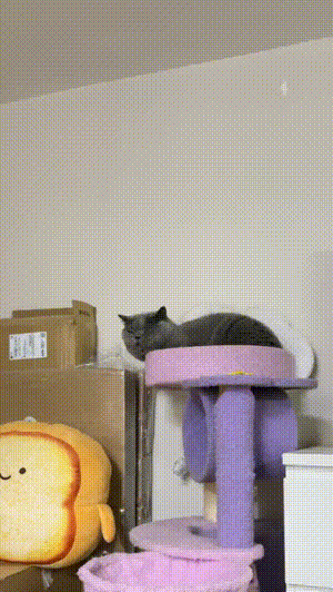 猫咪:你瞅啥瞅?我可要发功了