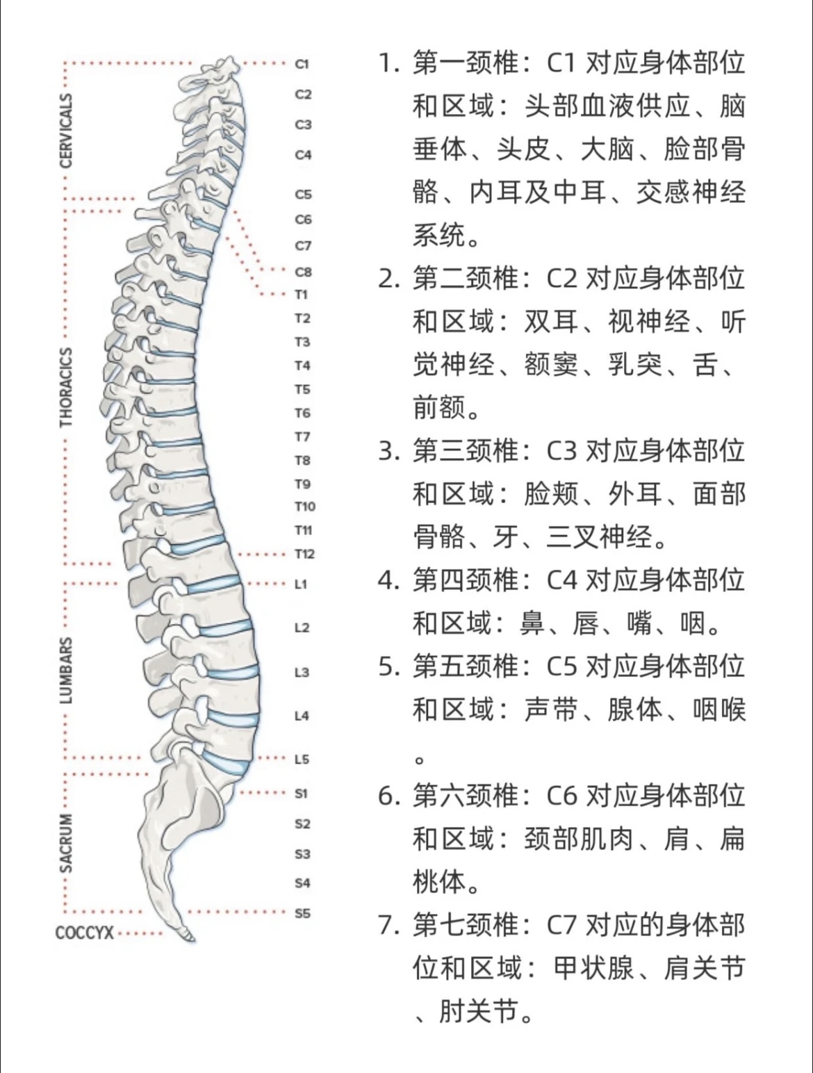 胸椎的结构图和名称图片