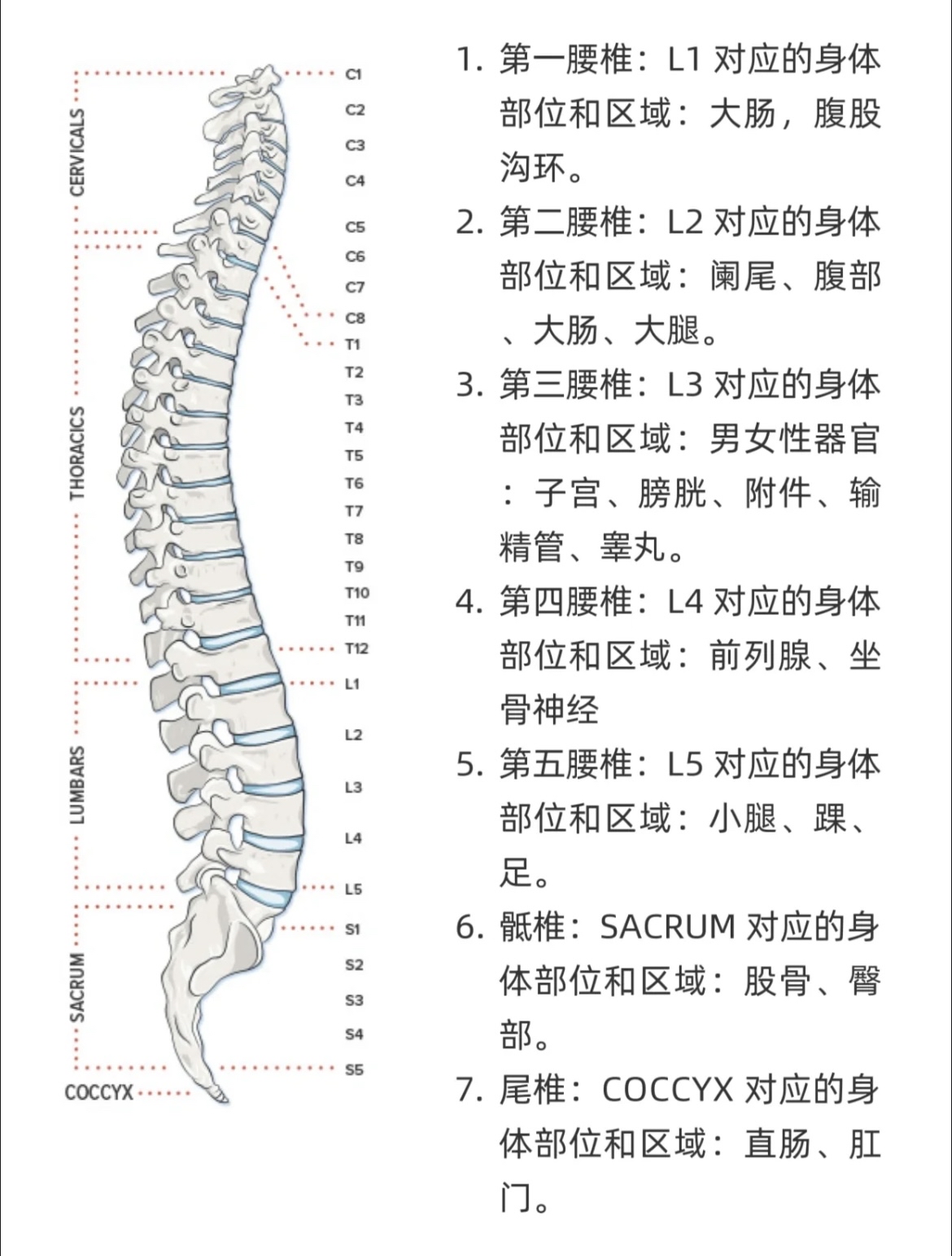 脊柱沟是人人都有吗图片