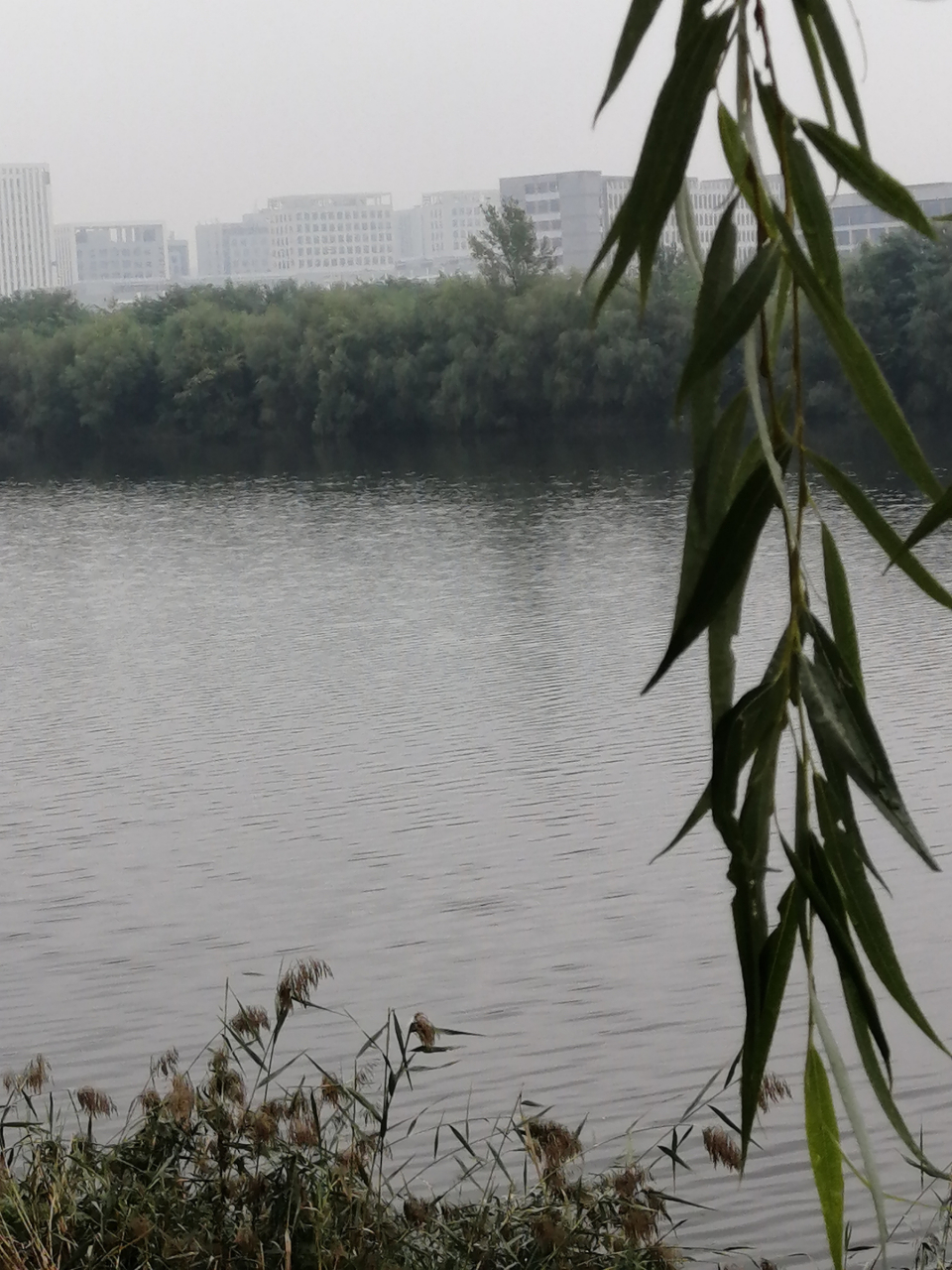 烟翠芦蒿雾中楼 新雨曳枝沥清秋 恙起萍澜荡痕尽 与无声处水空流