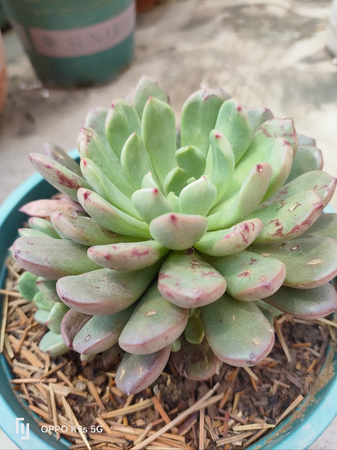 宝石花怎么养才能好看(宝石花怎么养才能好看图片) 第2张