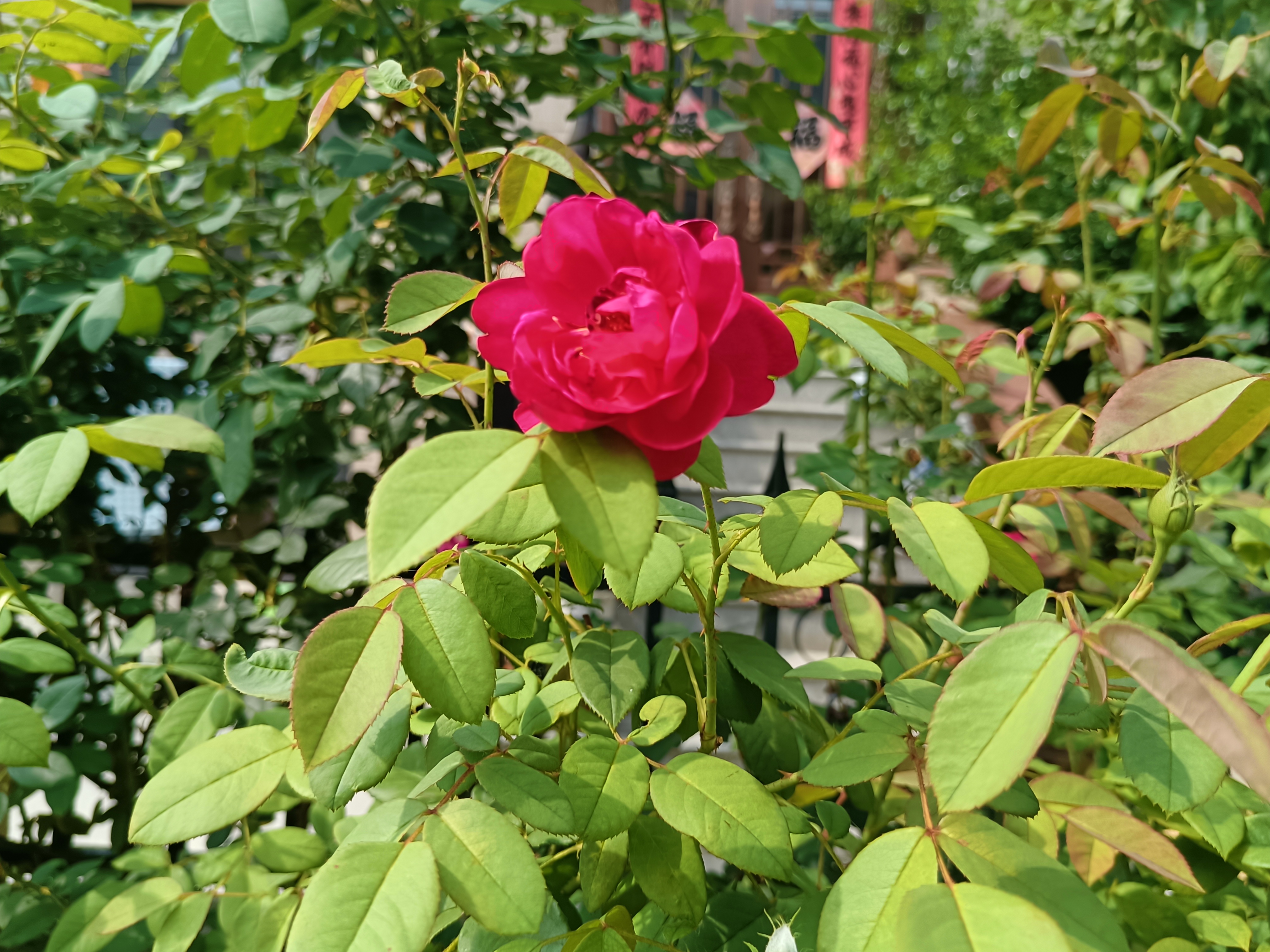 夏日里盛开的月季墨红,红色花朵饱满向阳,温暖幸福.