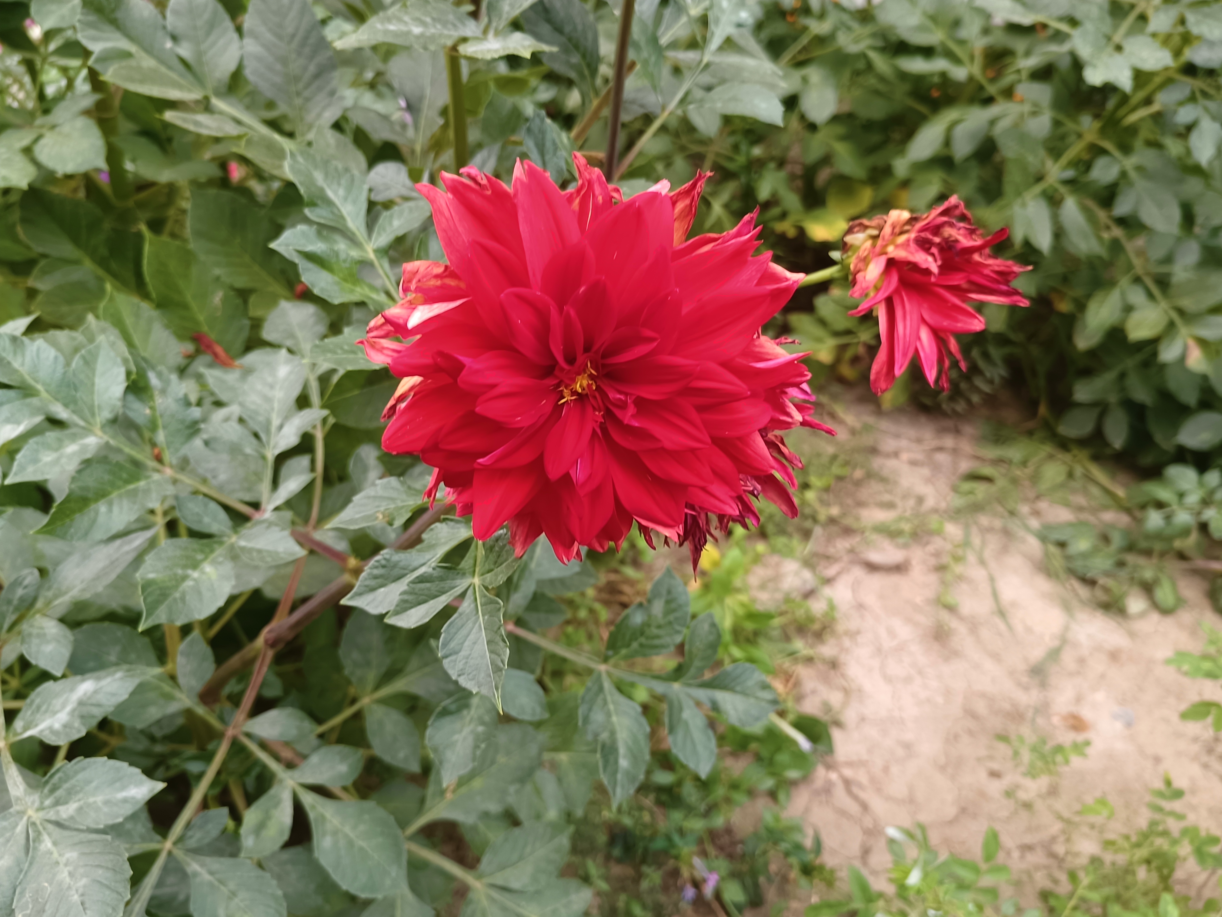 秋日里开放的红色大丽花,95第一次看到这丛红色的花朵,简直被美呆了