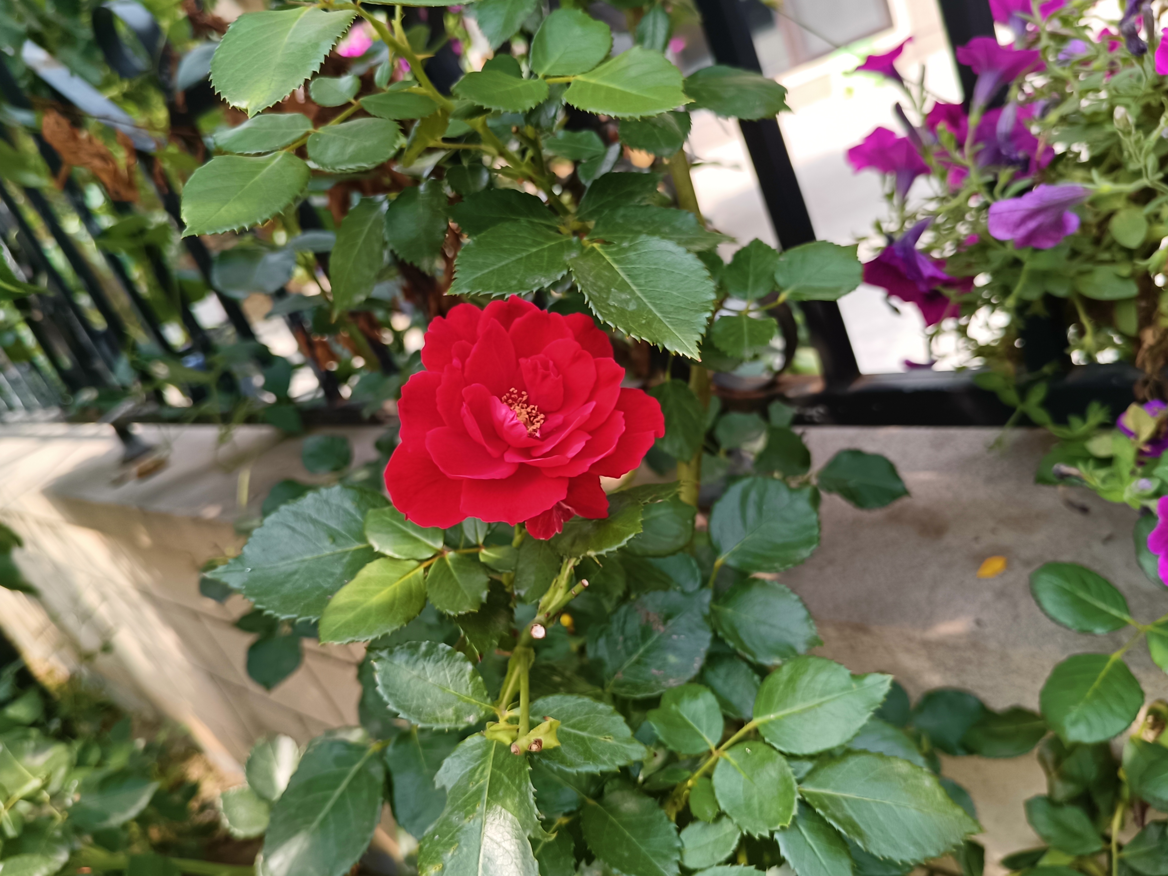 夏日里盛开的月季墨红,红色花朵饱满向阳,艳丽喜庆.