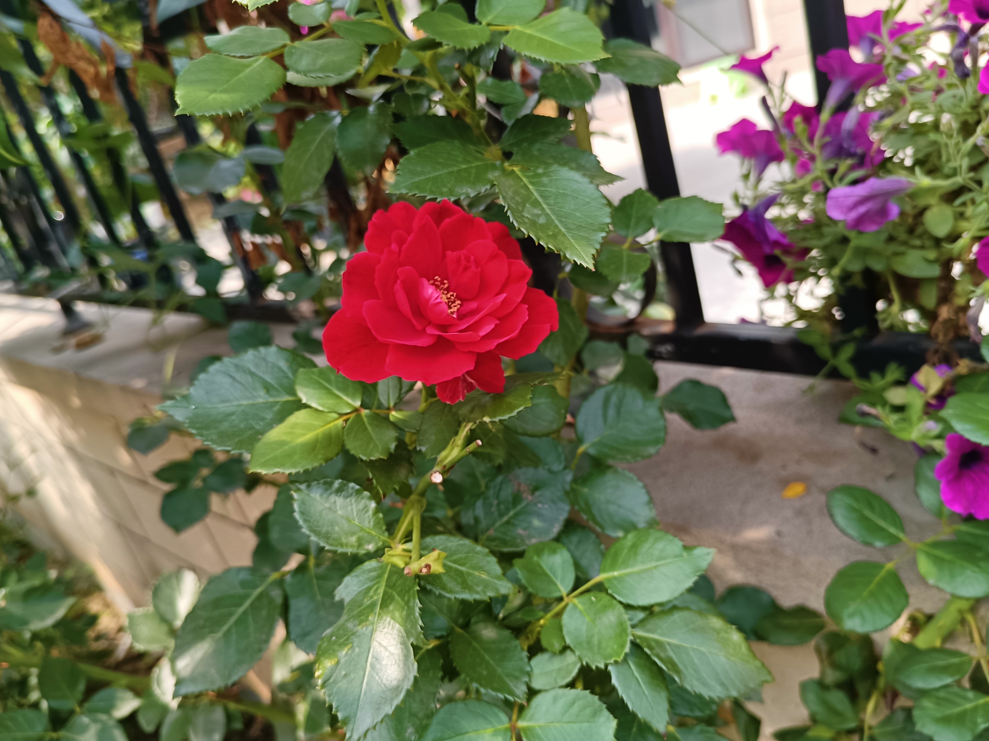 夏日里盛开的月季墨红,红色花朵饱满向阳,艳丽喜庆.