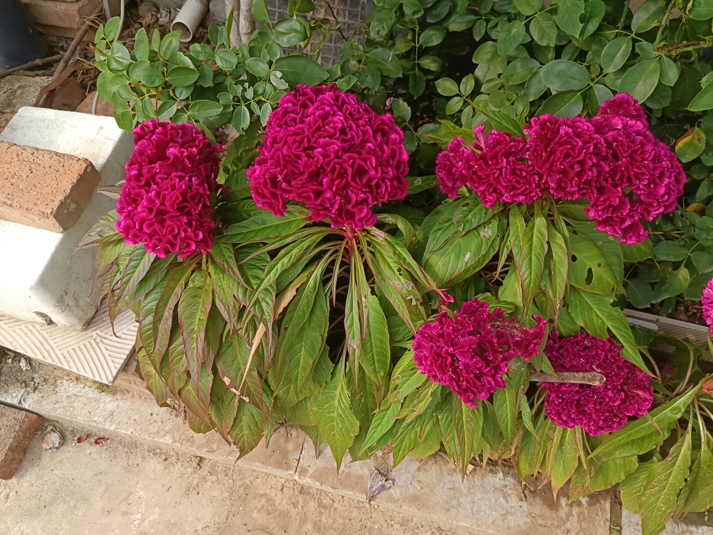 秋日玫红色鸡冠花盛开,玫红色花朵灿烂旺盛,精神抖擞