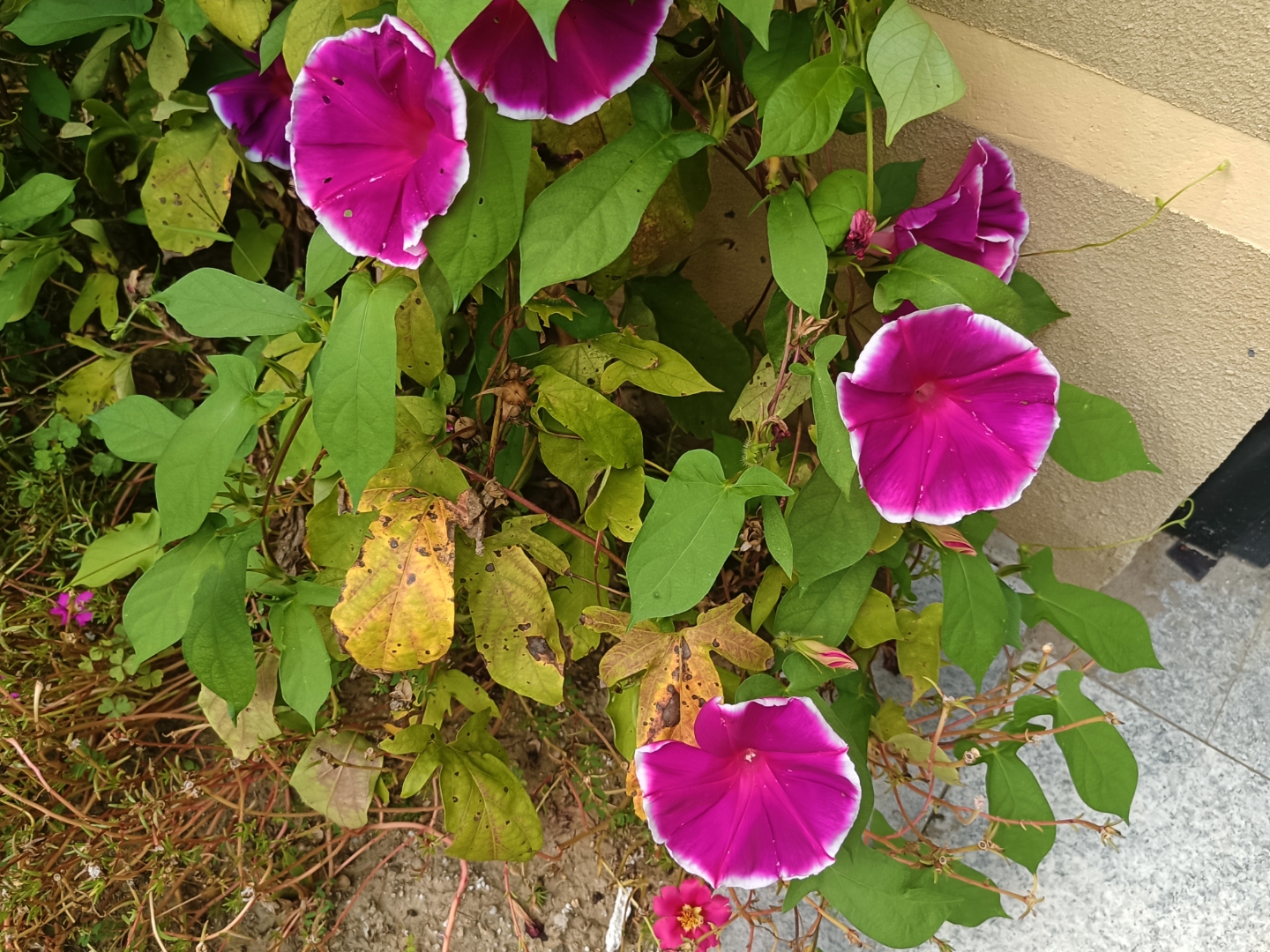 牵牛花花苞像什么图片