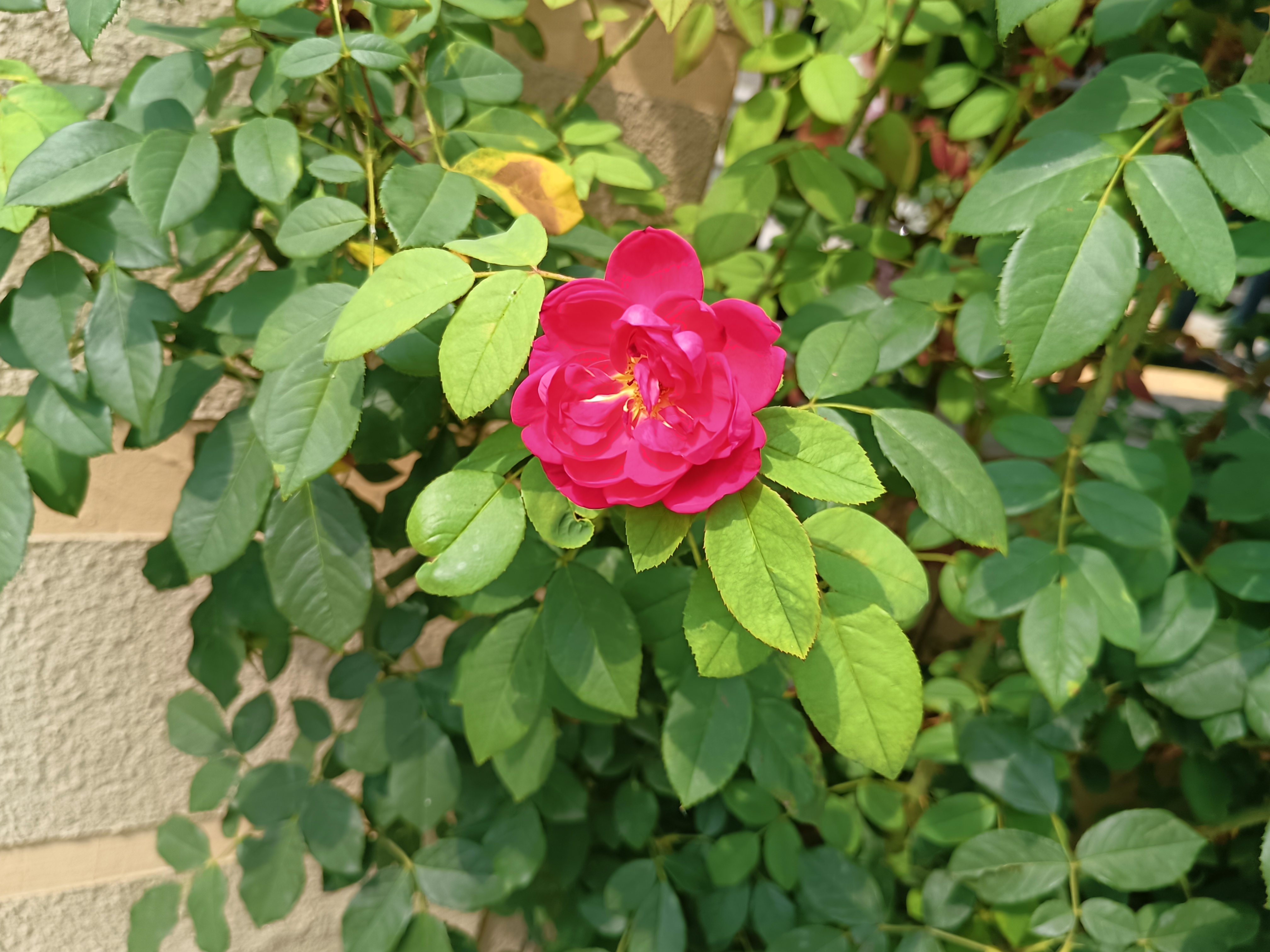 夏日里盛开的月季墨红,红色花朵饱满向阳,温暖幸福.