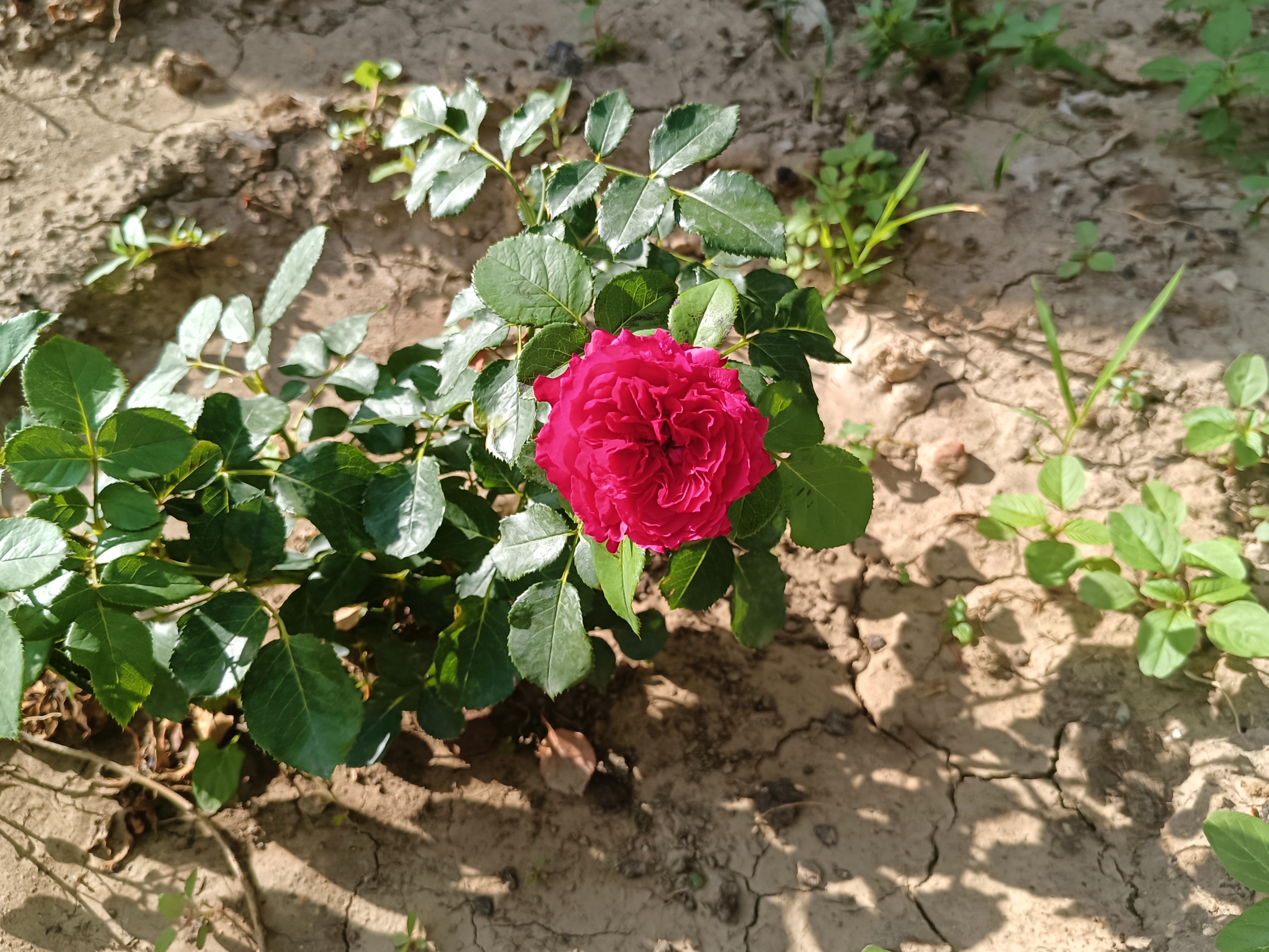 95"这朵玫瑰,独自绽放在破败的花坛中,它的美丽与坚韧,让人不禁为之