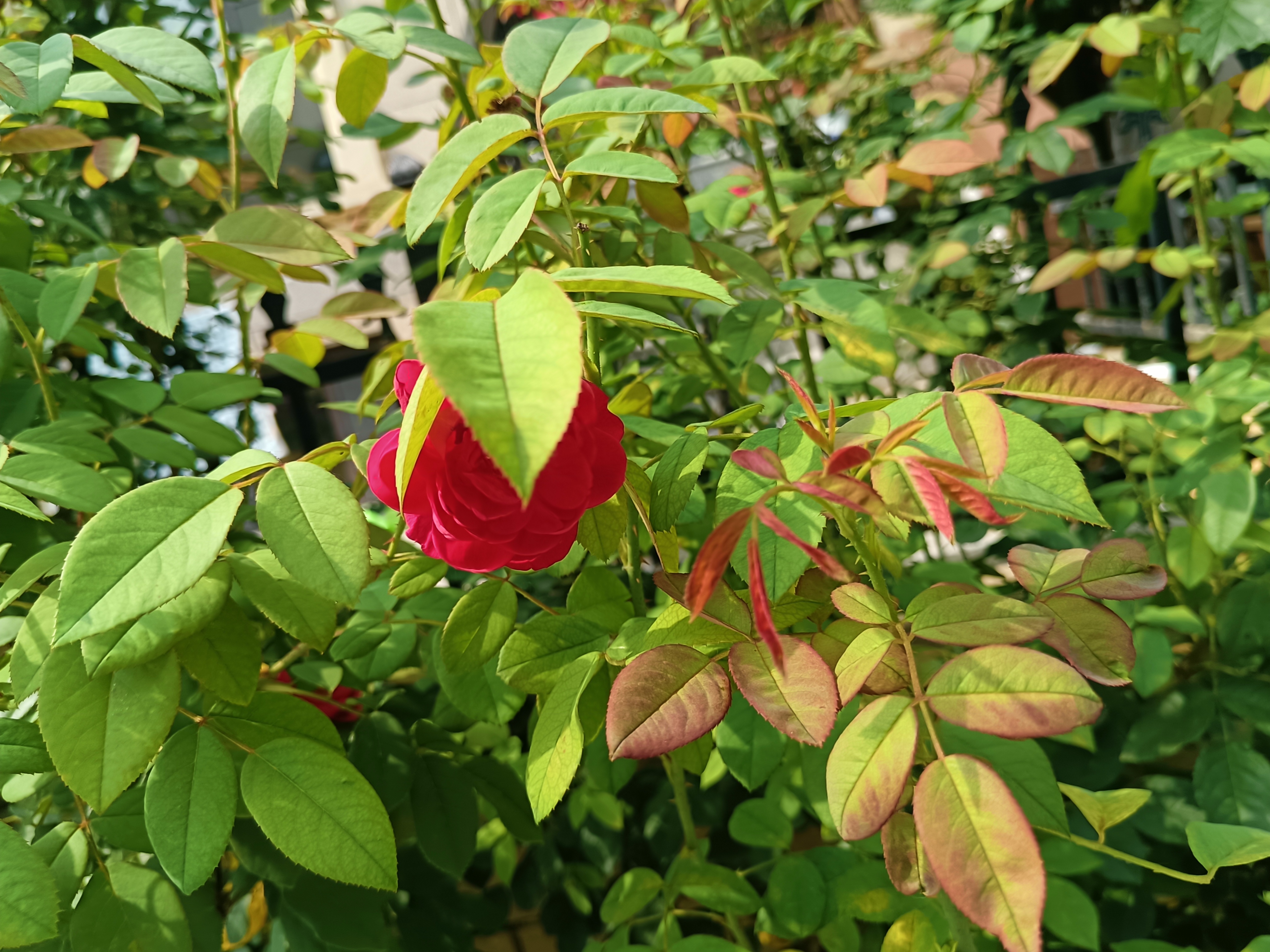 夏日里盛开的月季墨红,红色花朵饱满向阳,温暖幸福.