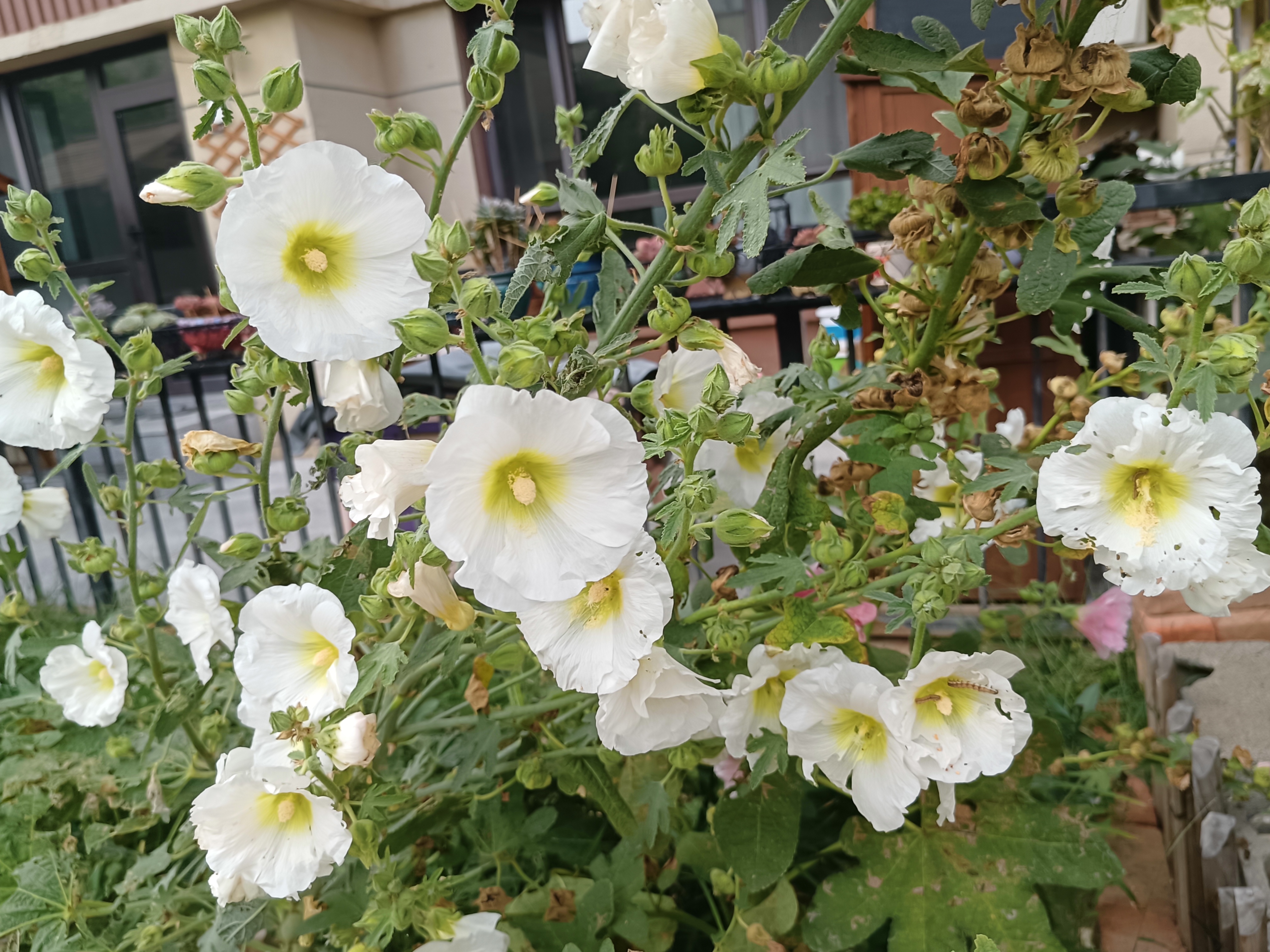 94在秋日的阳光下,我发现了一丛白色的蜀葵.