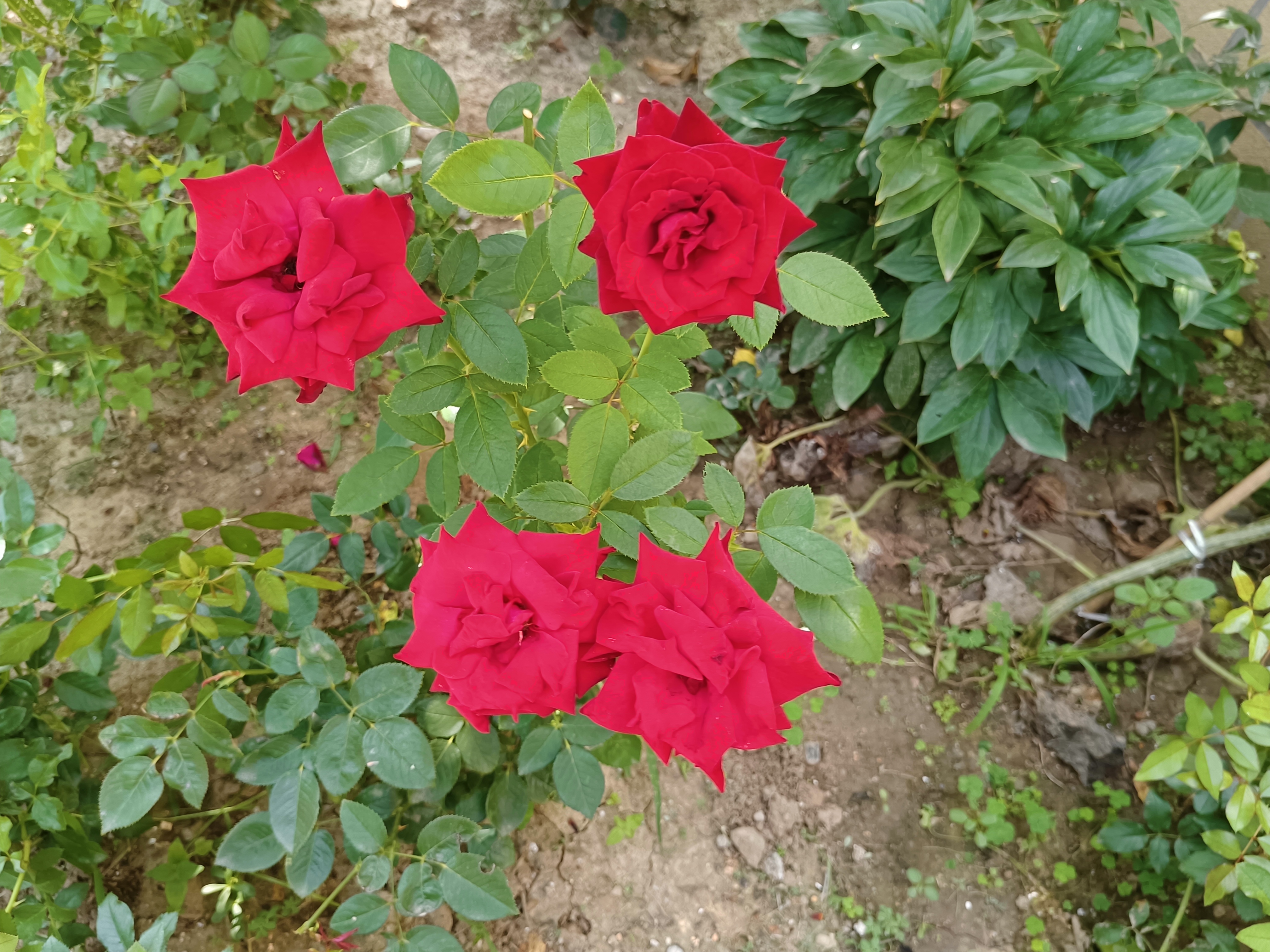 这丛玫瑰花充满了爱和浪漫,让群 玫瑰丛玫瑰丛