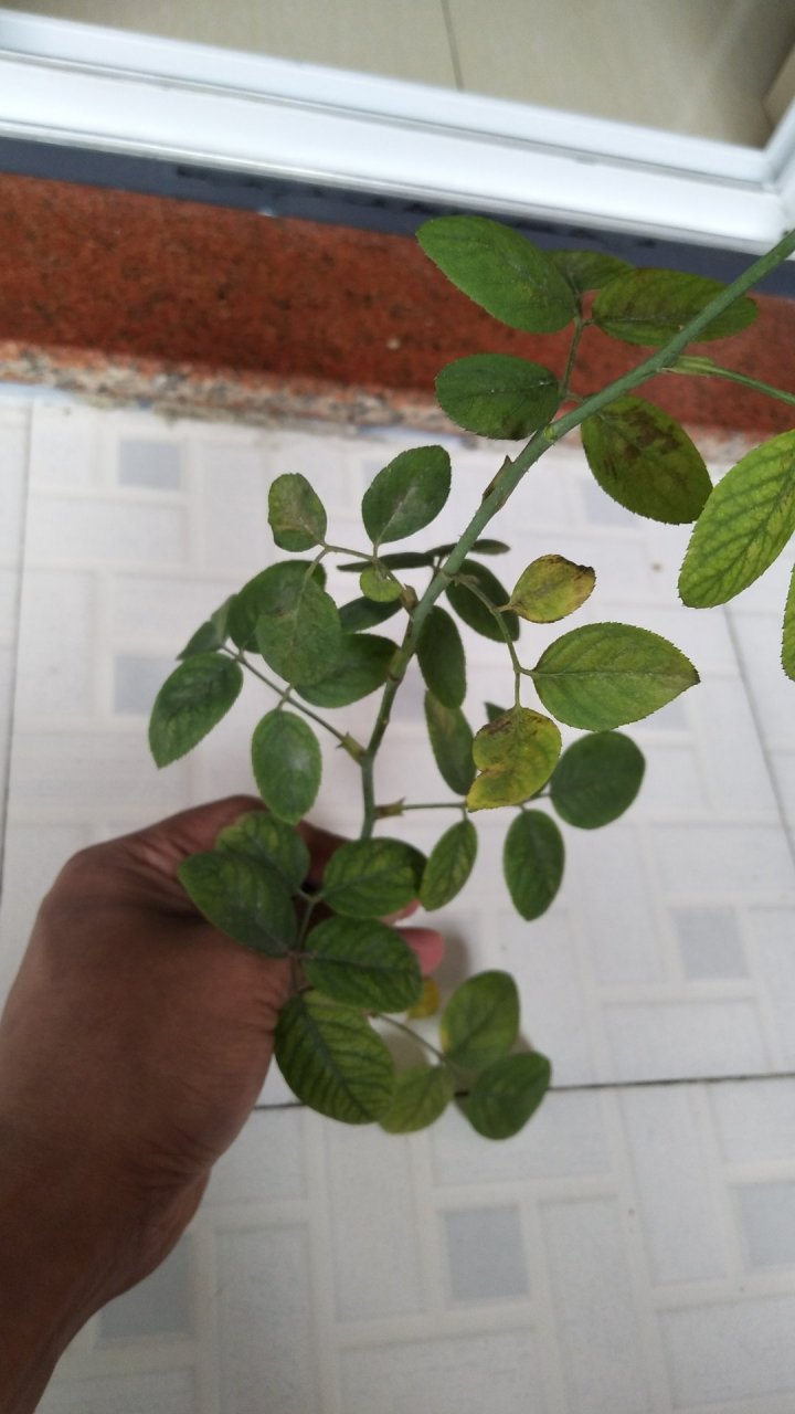 蔷薇这是什么病害?