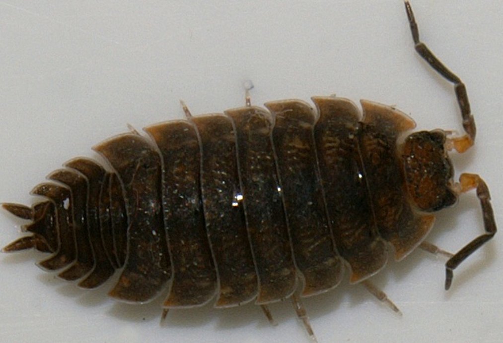 家里出现鼠妇虫,说明家里闷热潮湿有些过了,只要把家里保持通风干燥