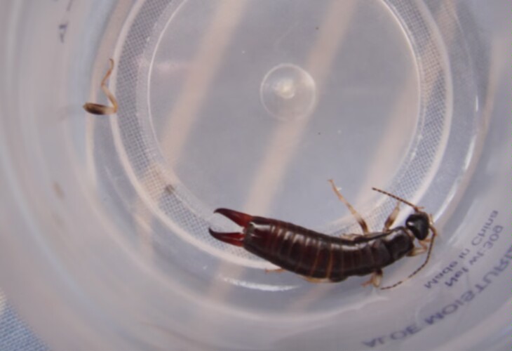 夹板虫喜欢在阴暗潮湿的地方生活