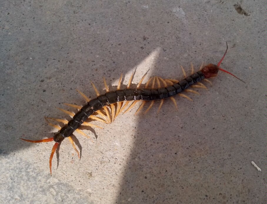 看到蜈蚣大家可能也都很害怕.蜈蚣也会在家里出现